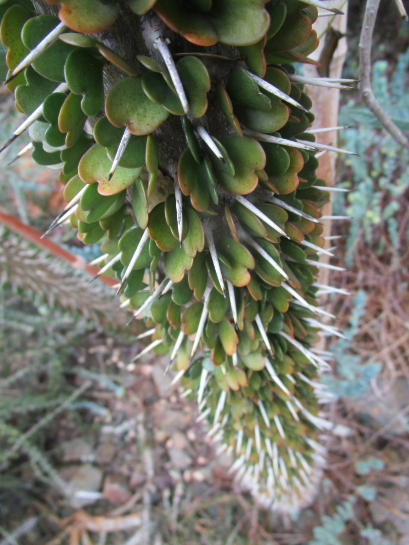Cactus/succulent in the greenhouse