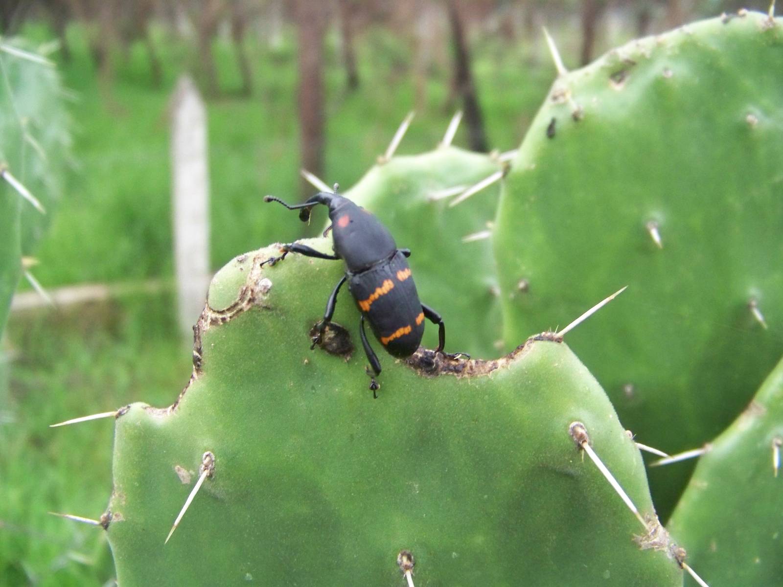 Cactus weevil