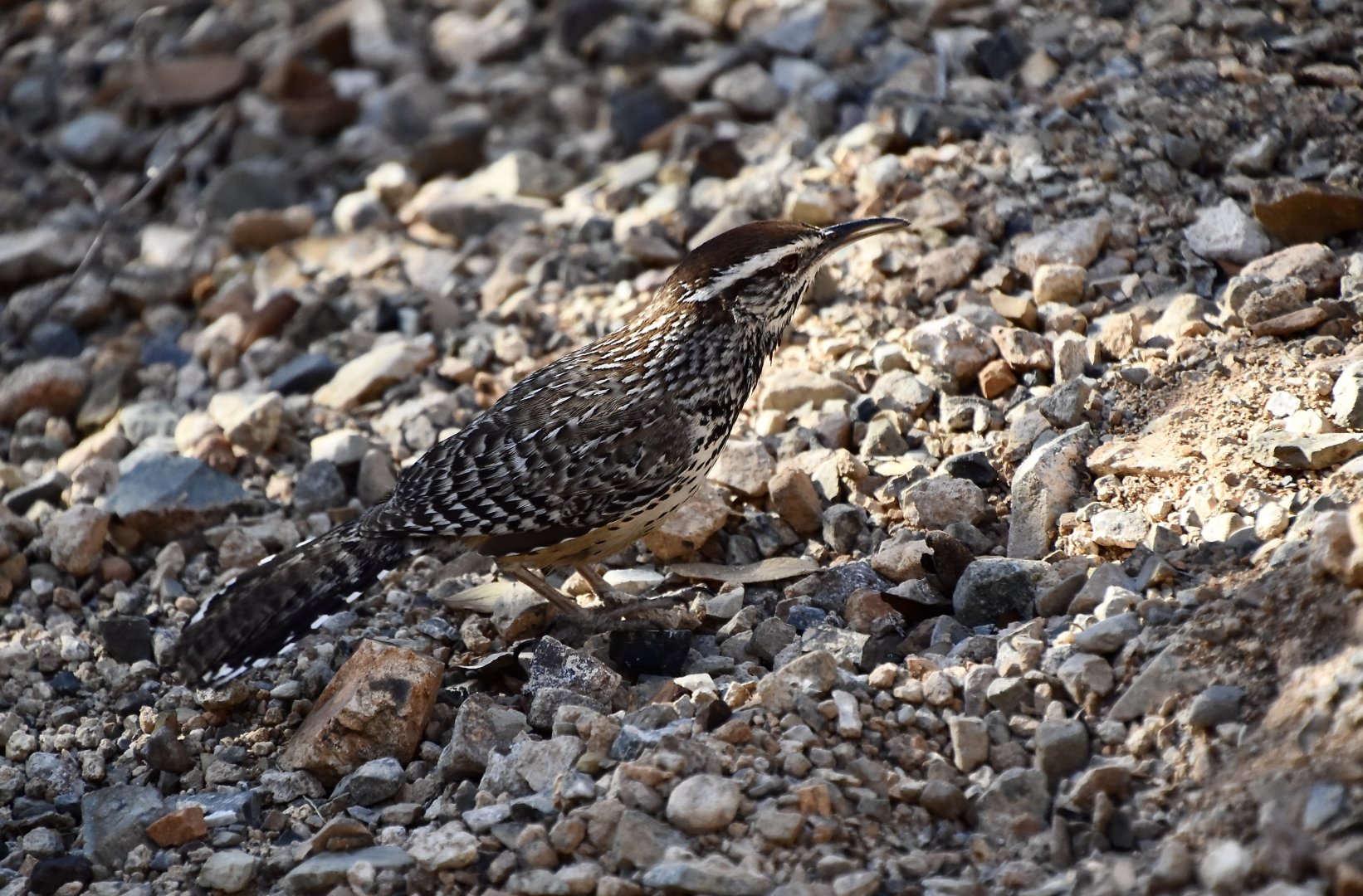 Cactus Wren (Campylorhynchus brunneicapillus couesi) - wild