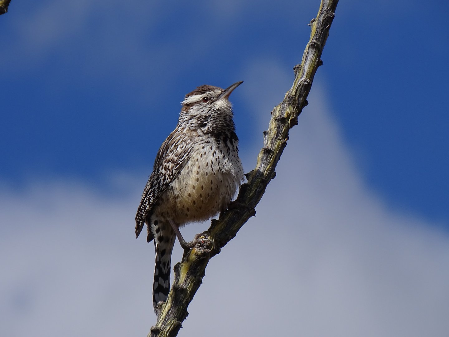 Cactus wren (Campylorhynchus brunneicapillus)