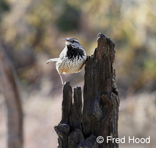 Cactus Wren (non captive)