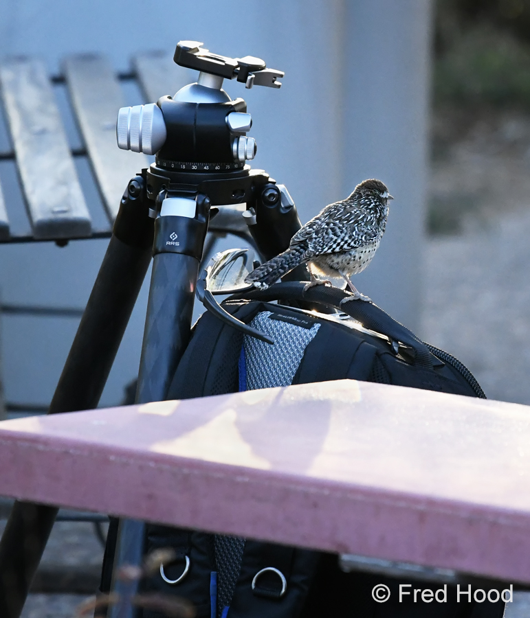 cactus wren on my camera backpack