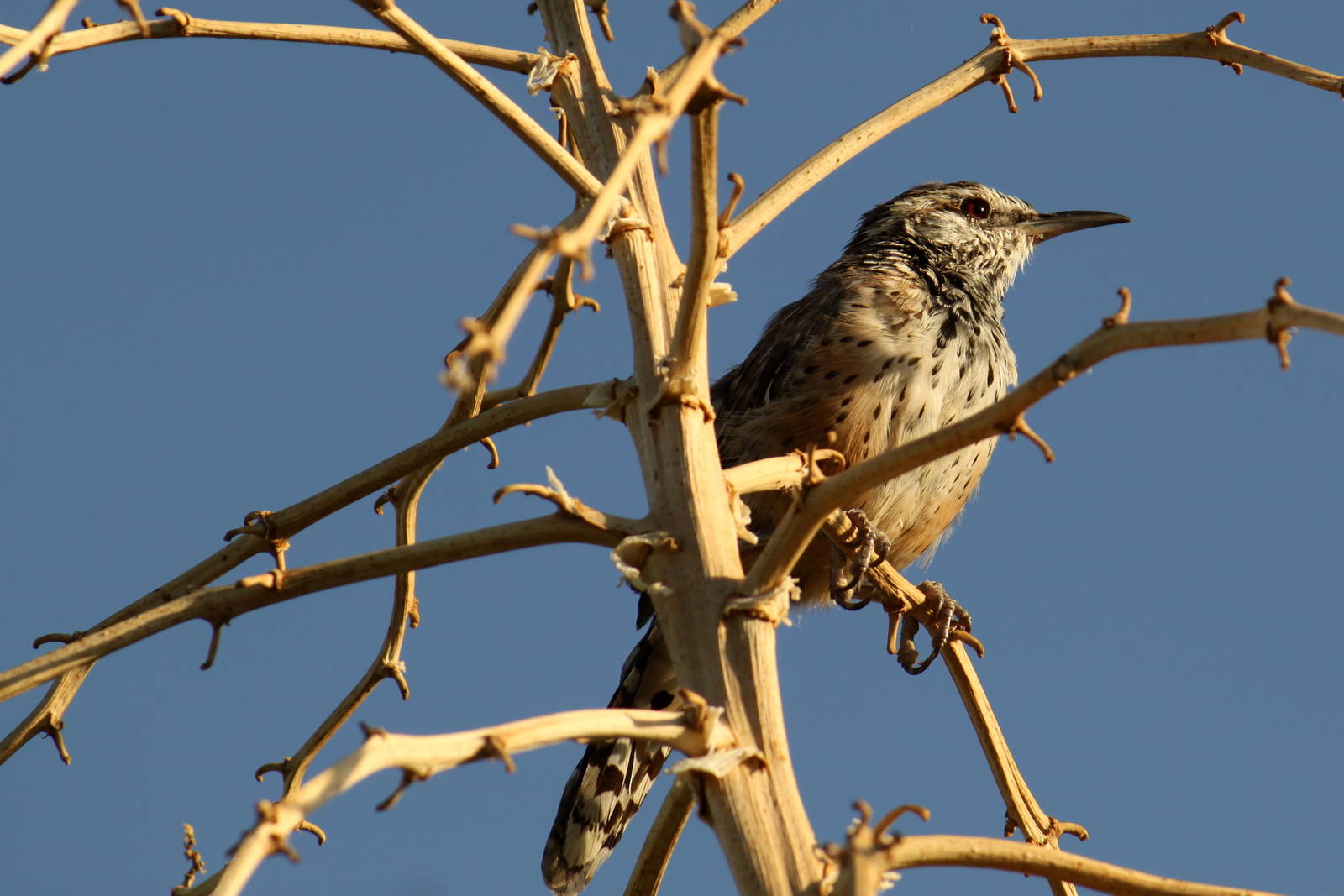 Cactus Wren (wild)