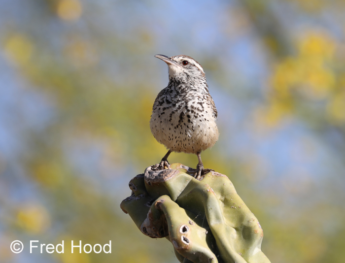 Cactus Wren (wild)