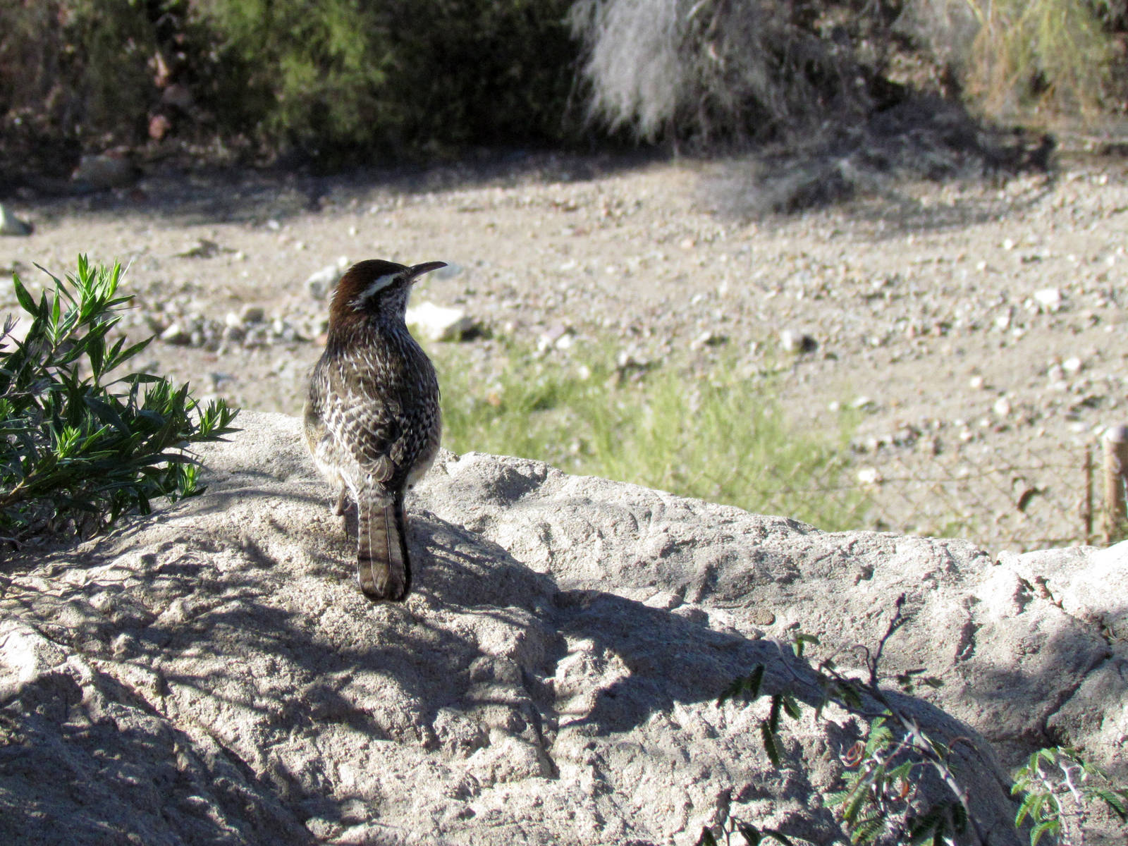 Cactus Wren