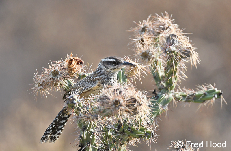 cactus wren