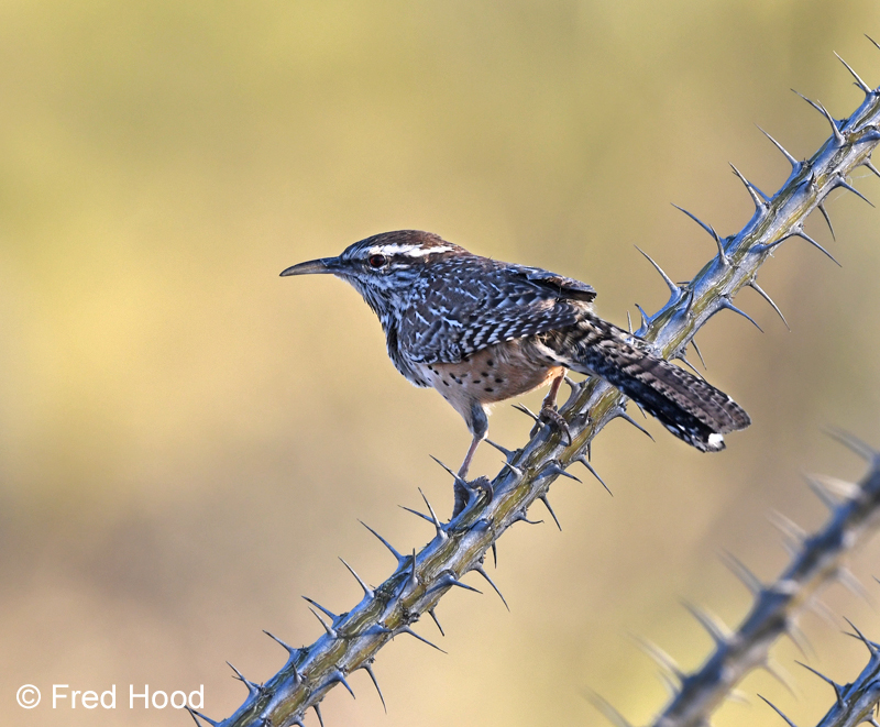 cactus wren