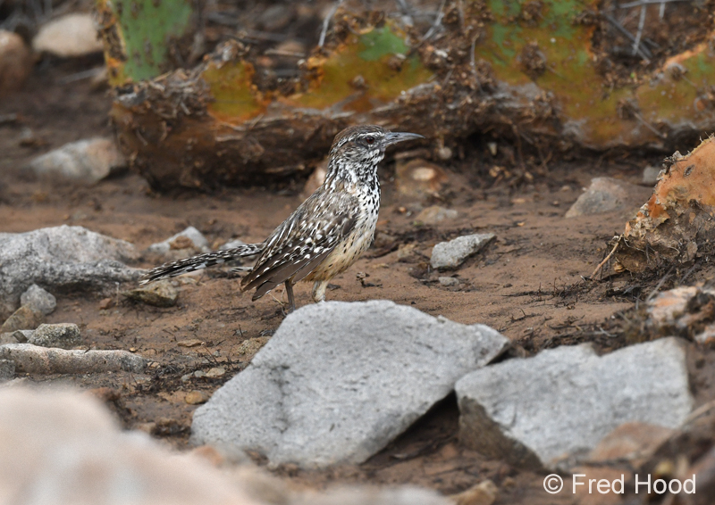 cactus wren