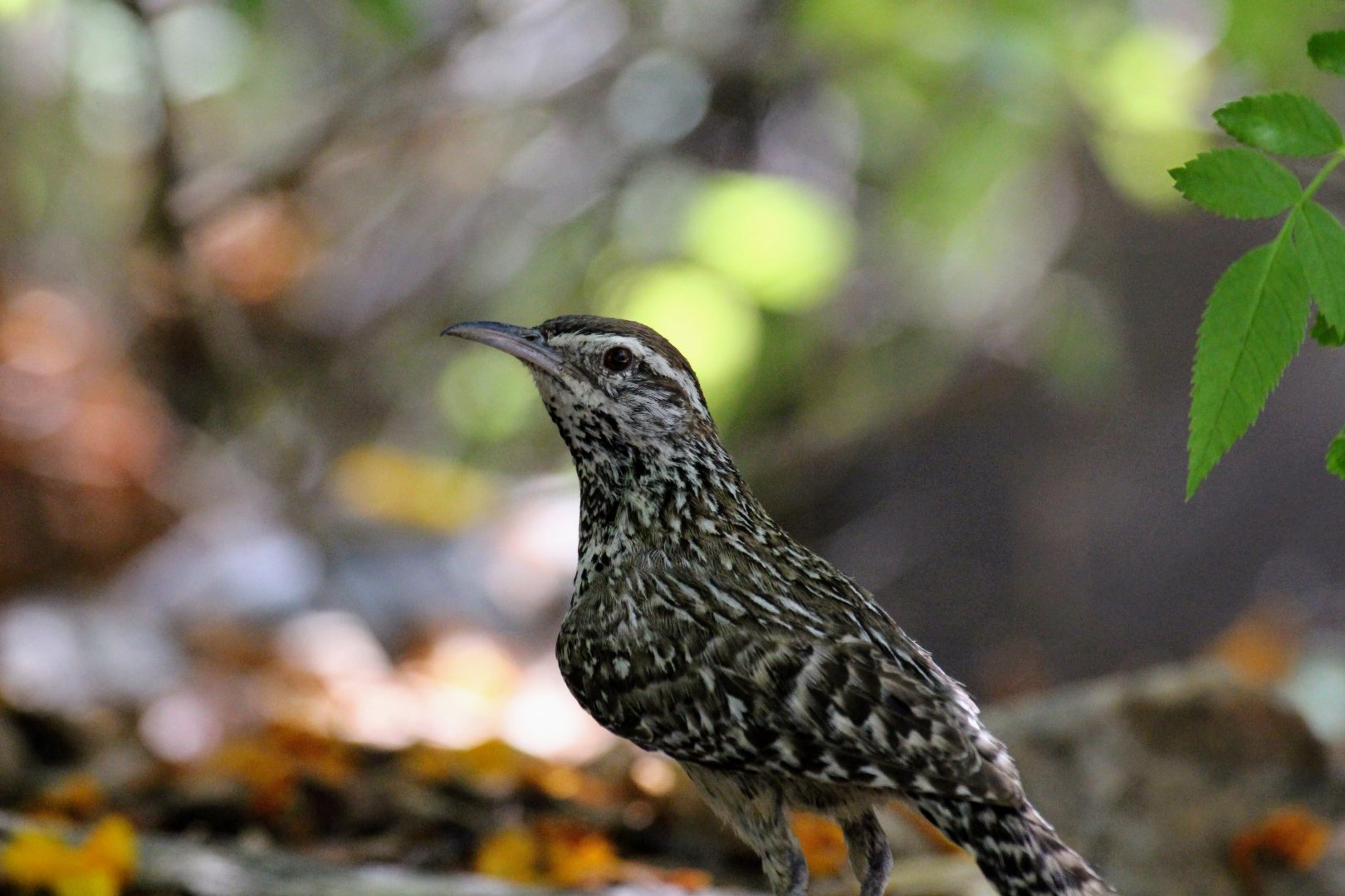 Cactus Wren