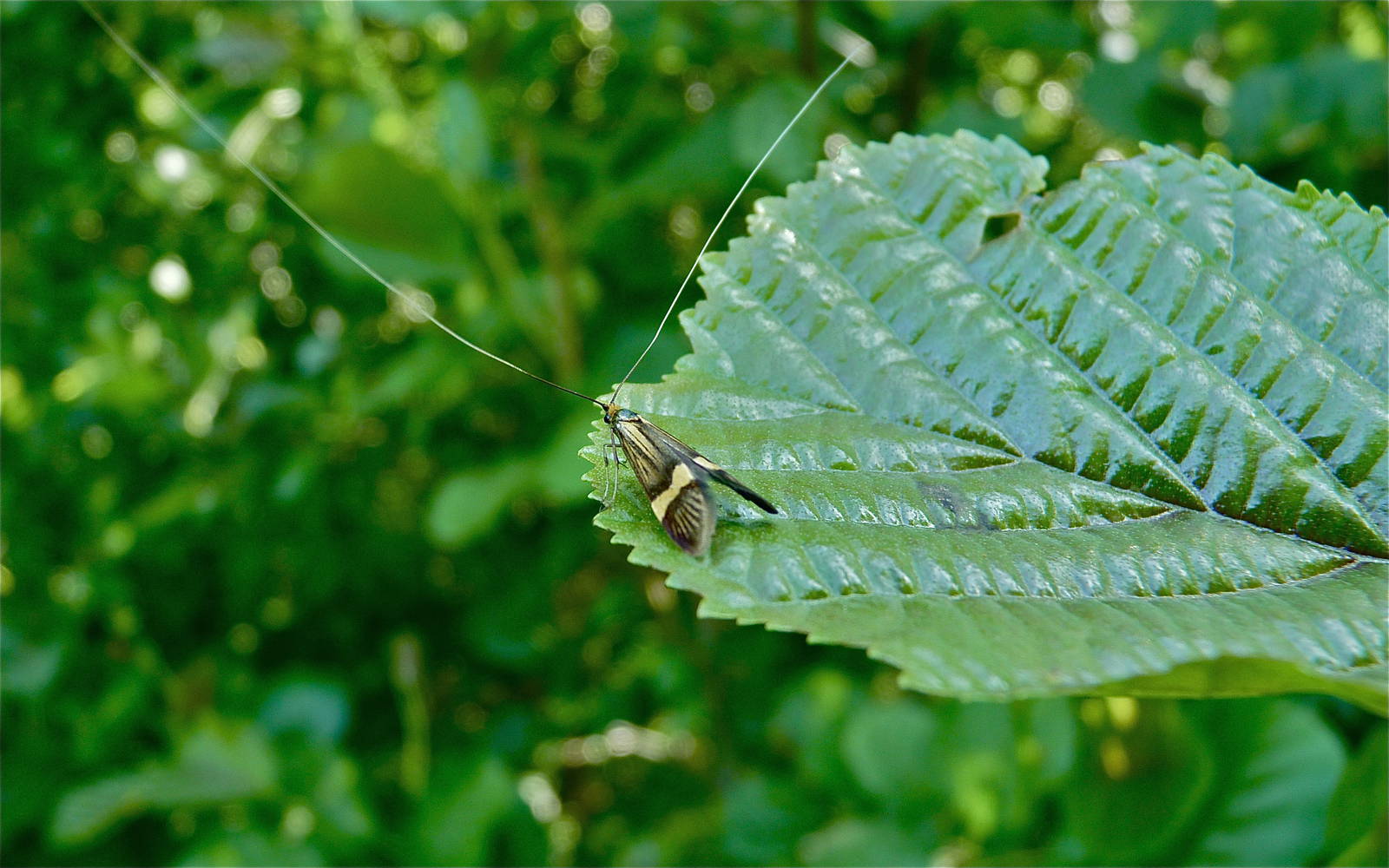 Caddis Fly