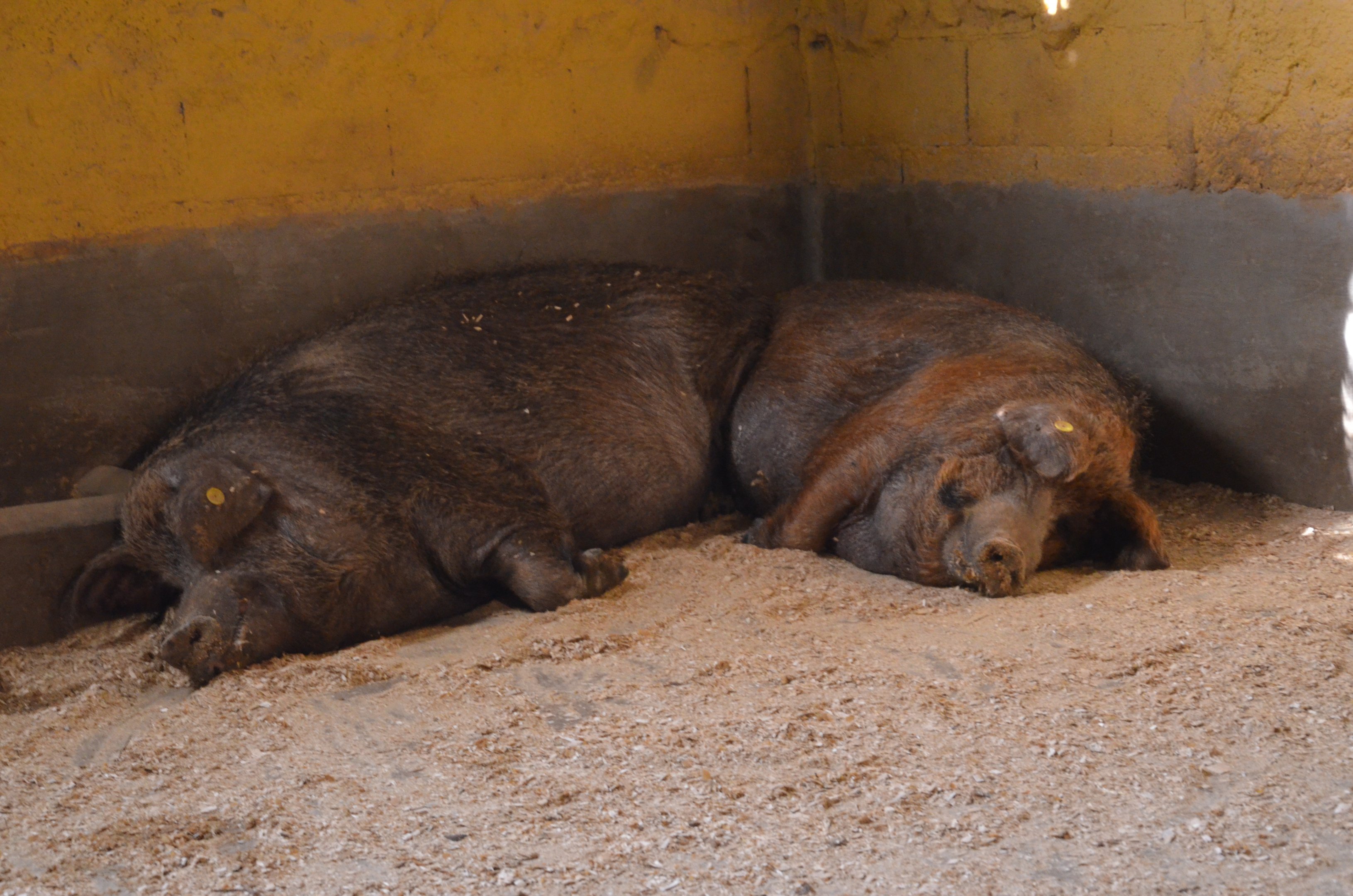 Cadiz Golden Pigs at Selwo Aventura, 13/03/19