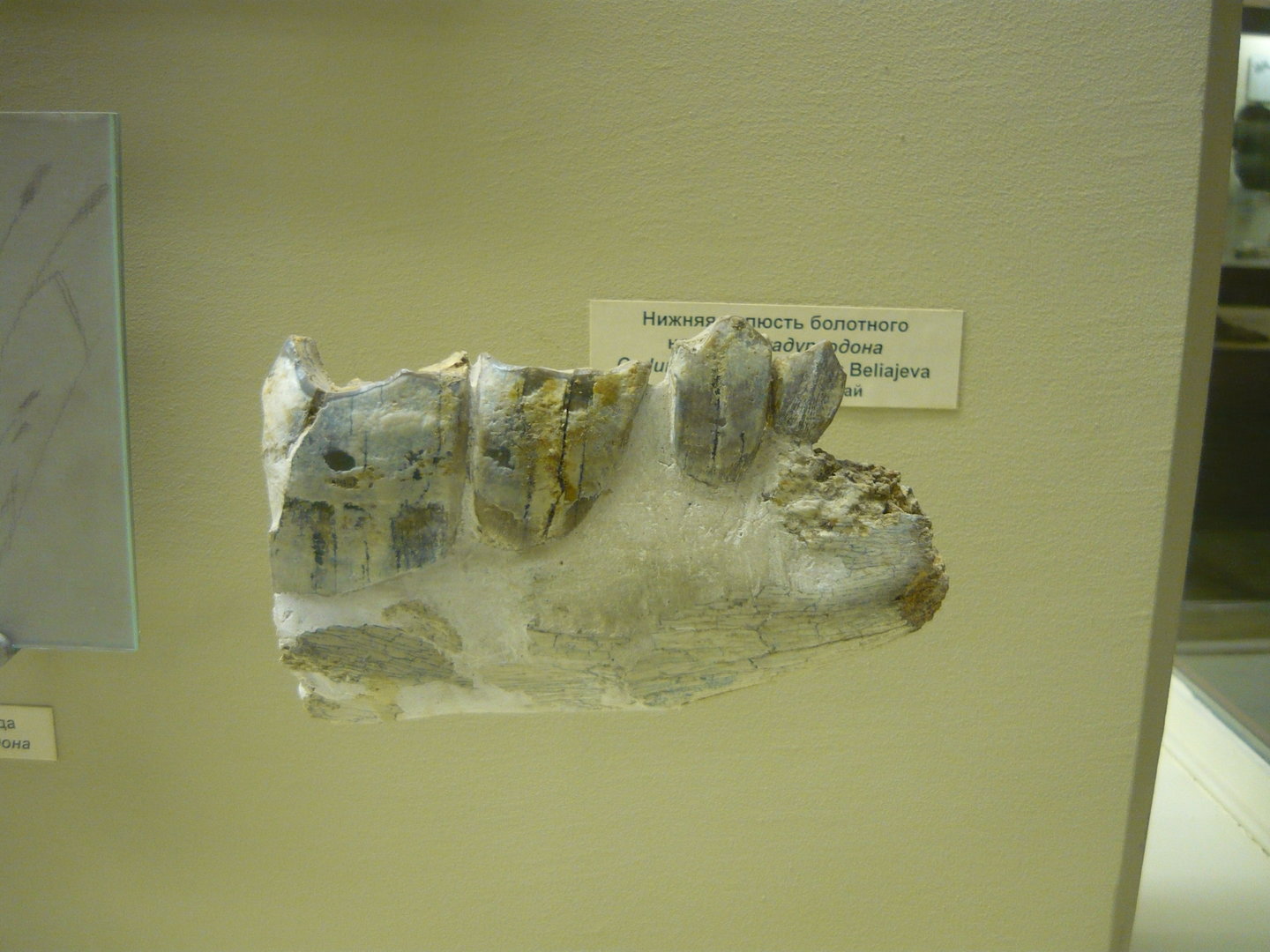 Cadurcodon zaisanensis jaw bone with teeth