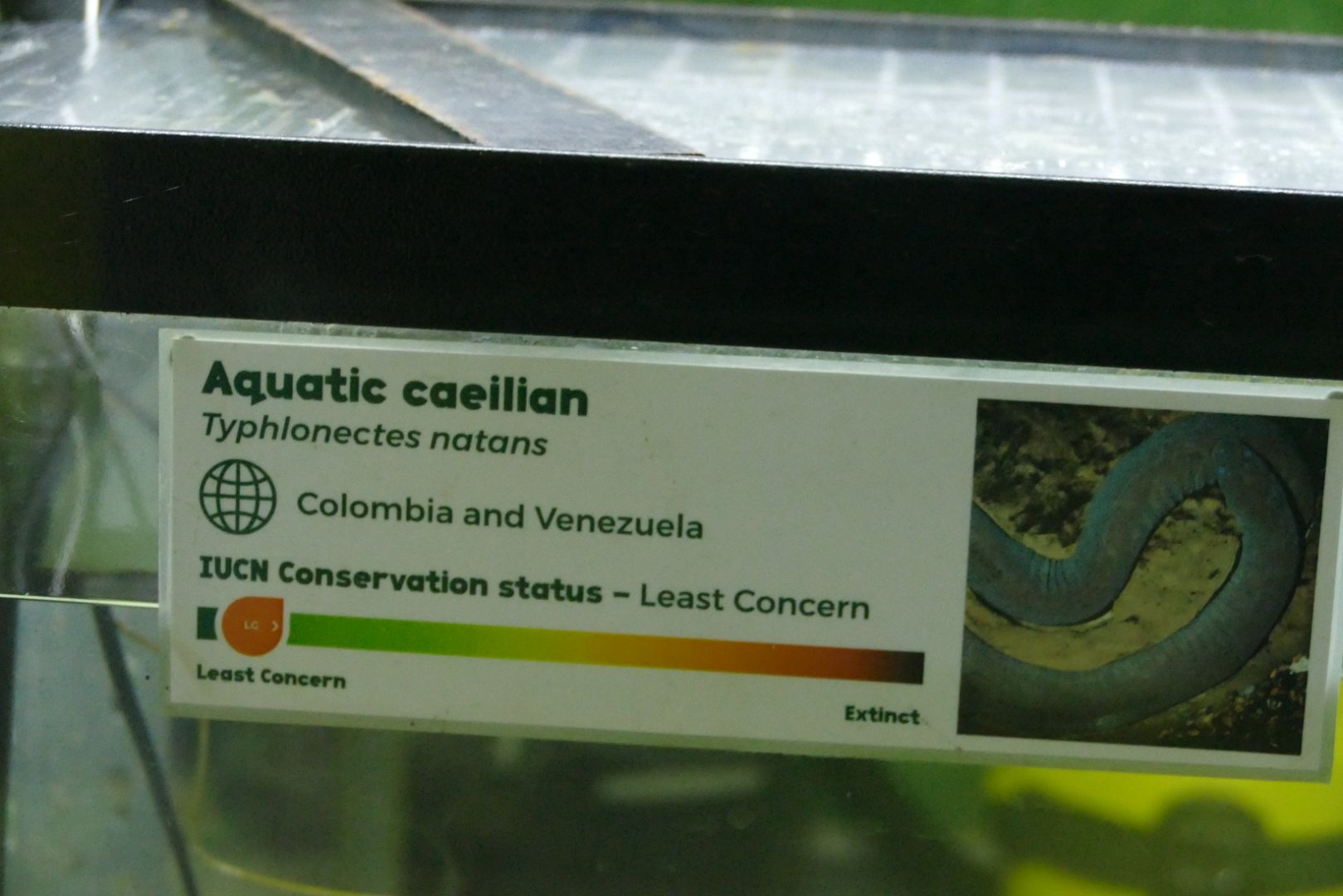 Caecilian sign, Amphibian Ark, September 2021