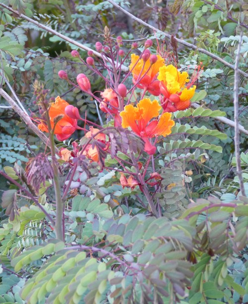 Caesalpinia pulcherrima