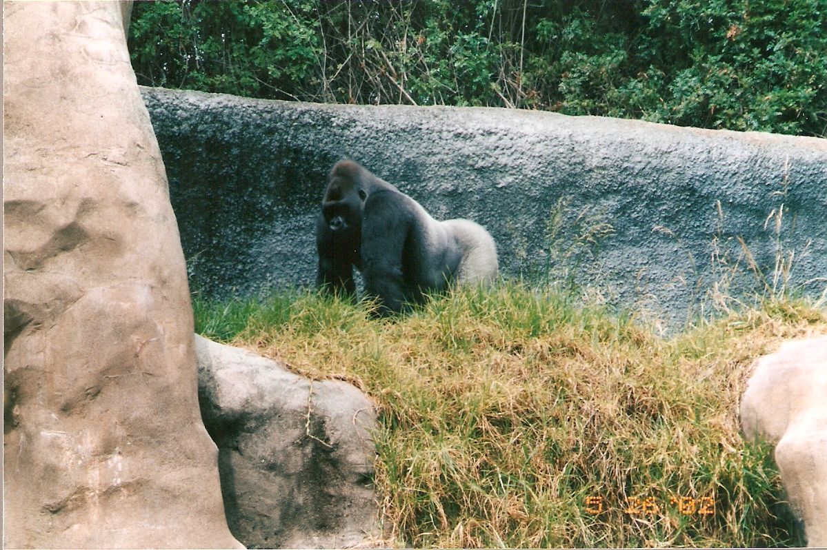 Caesar the gorilla at Los Angeles Zoo, 26 May 2002