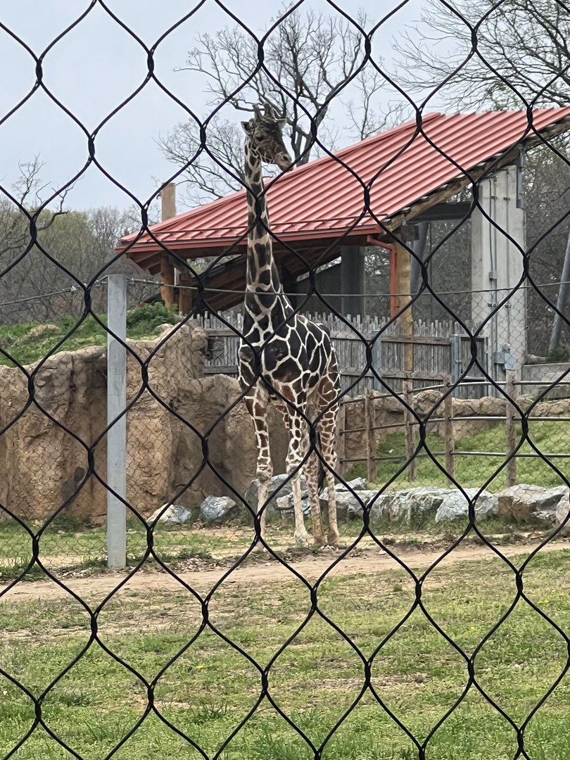 Caesar the male Reticulated Giraffe