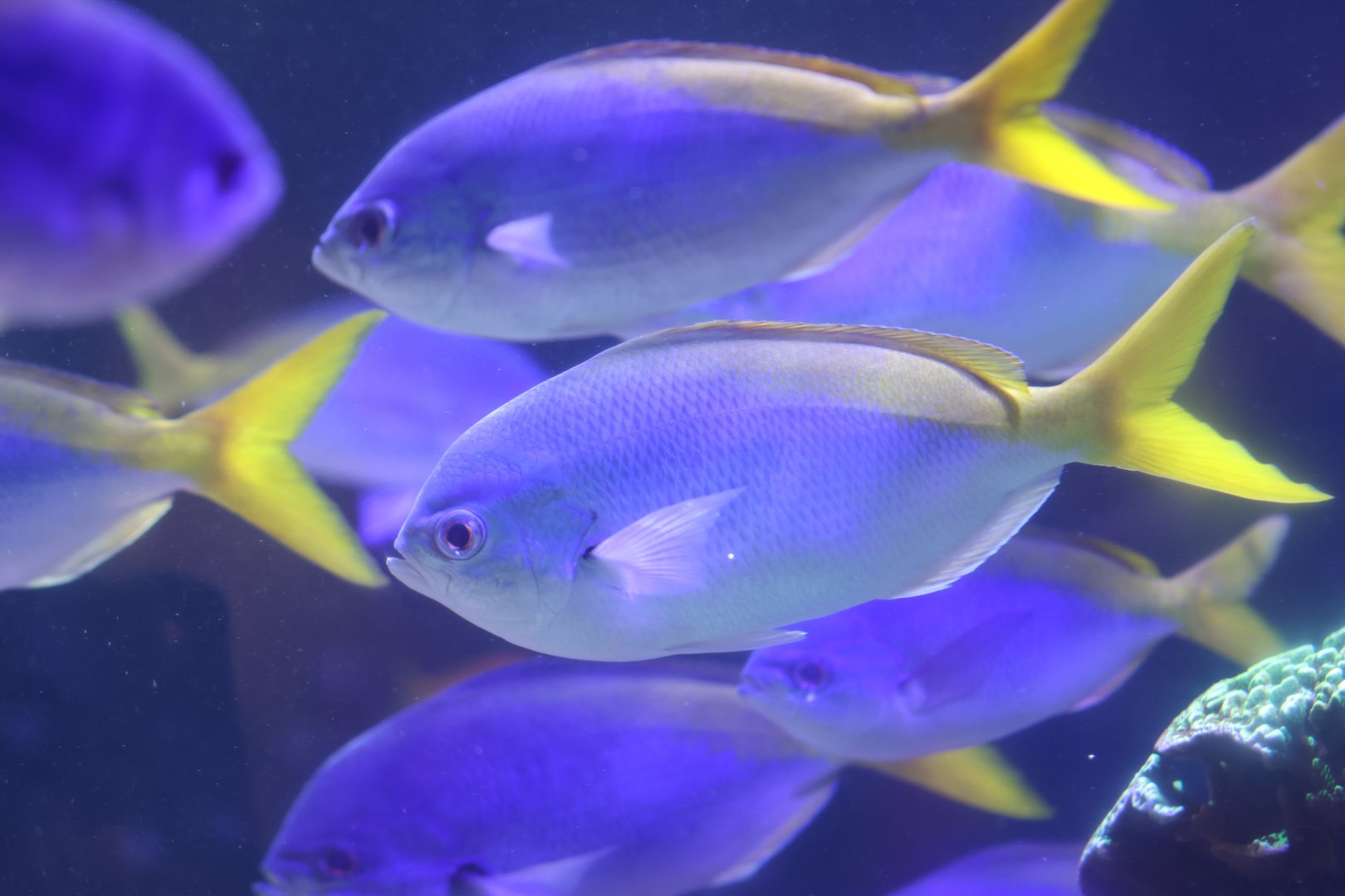 Caesio teres or cuning ?