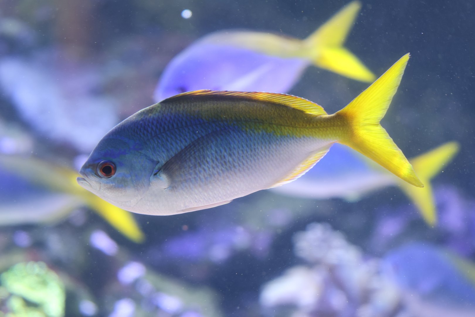 Caesio teres or cuning ?