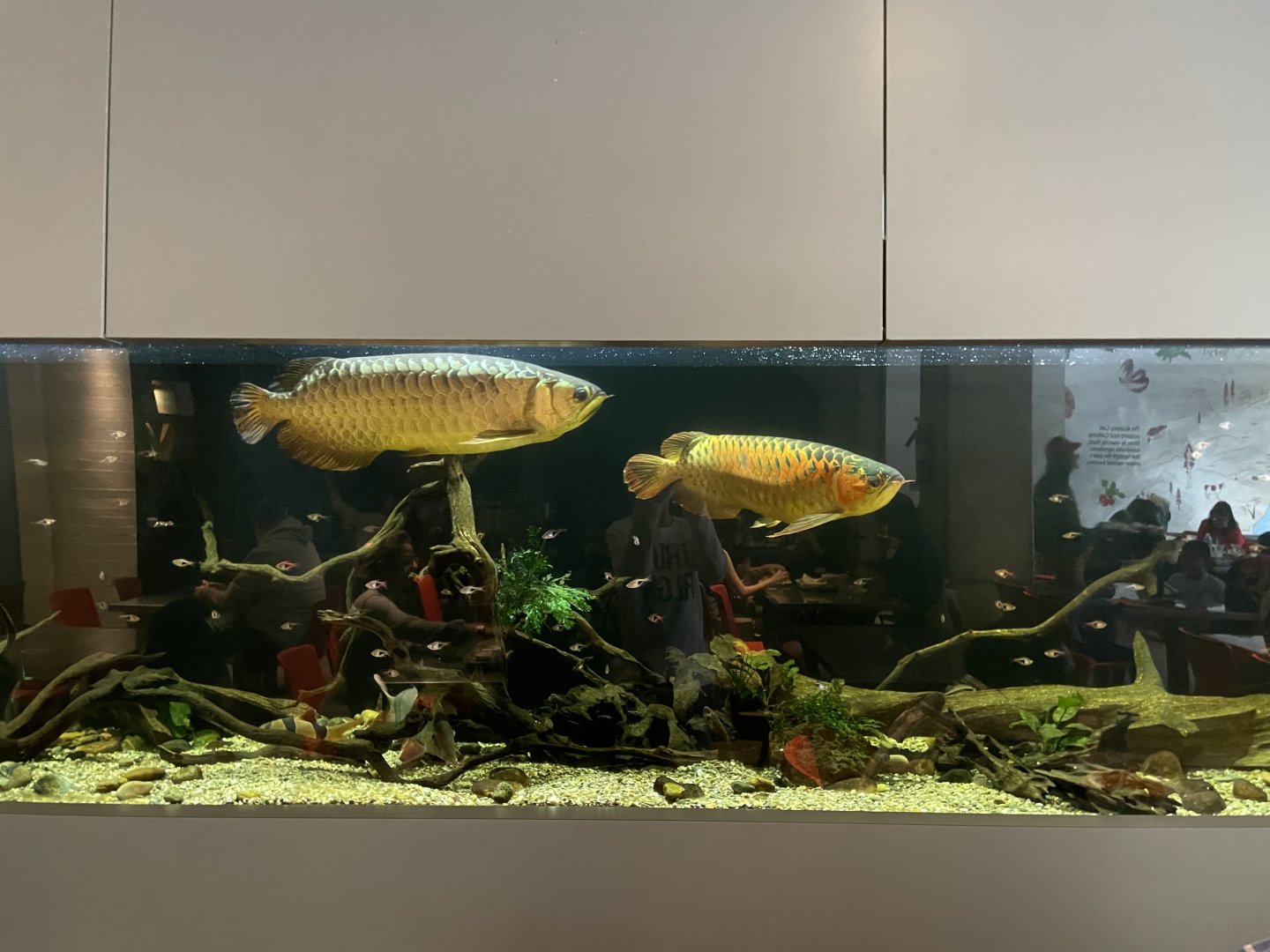 Cafe tank with asian arowana