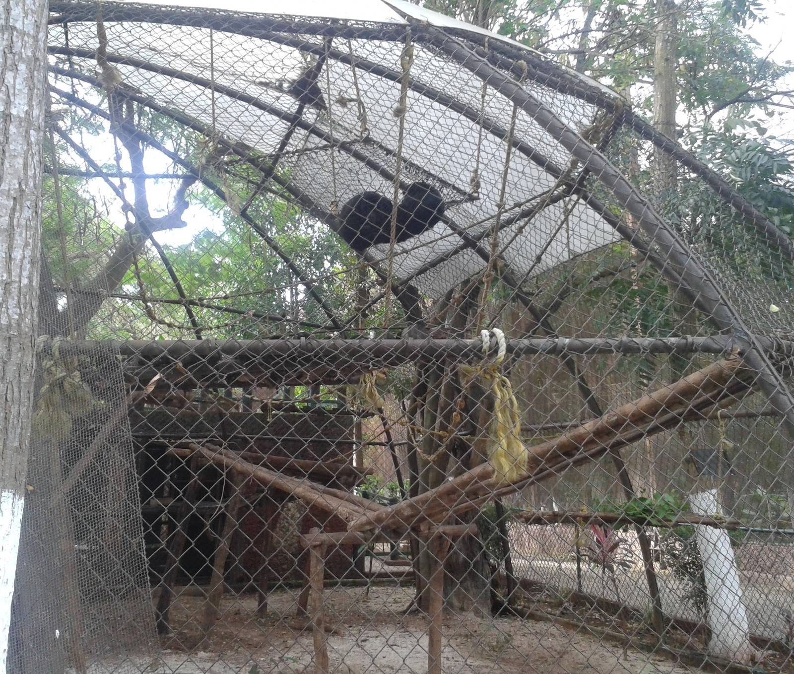 Cage Black howler monkeys