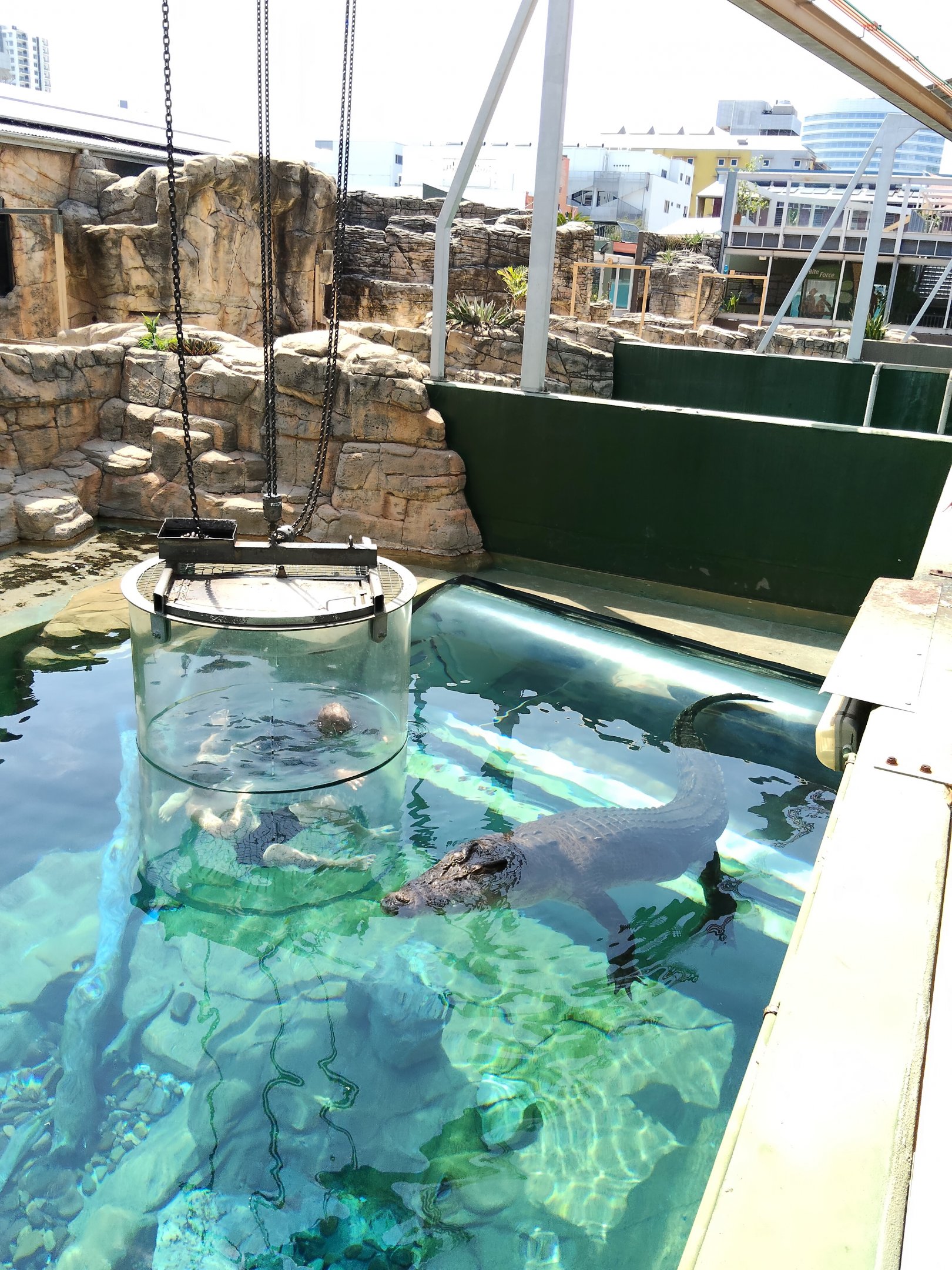 Cage diving with crocodile