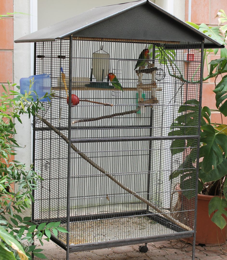 Cage Fischer's lovebird