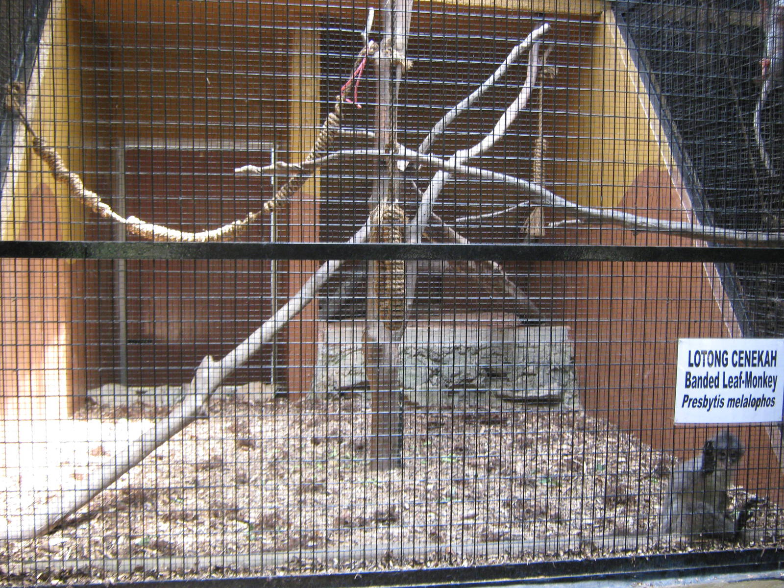 cage for a baby banded leaf monkey