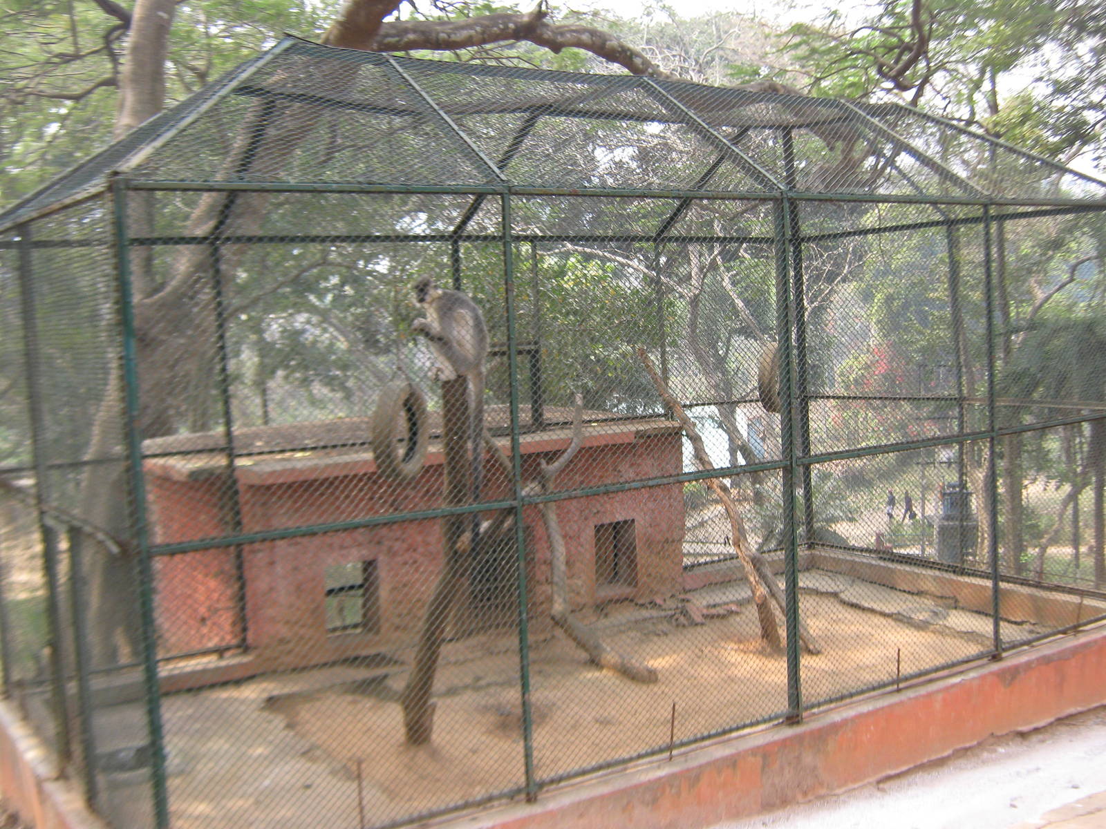 cage for a capped langur (Trachypithecus pileatus)