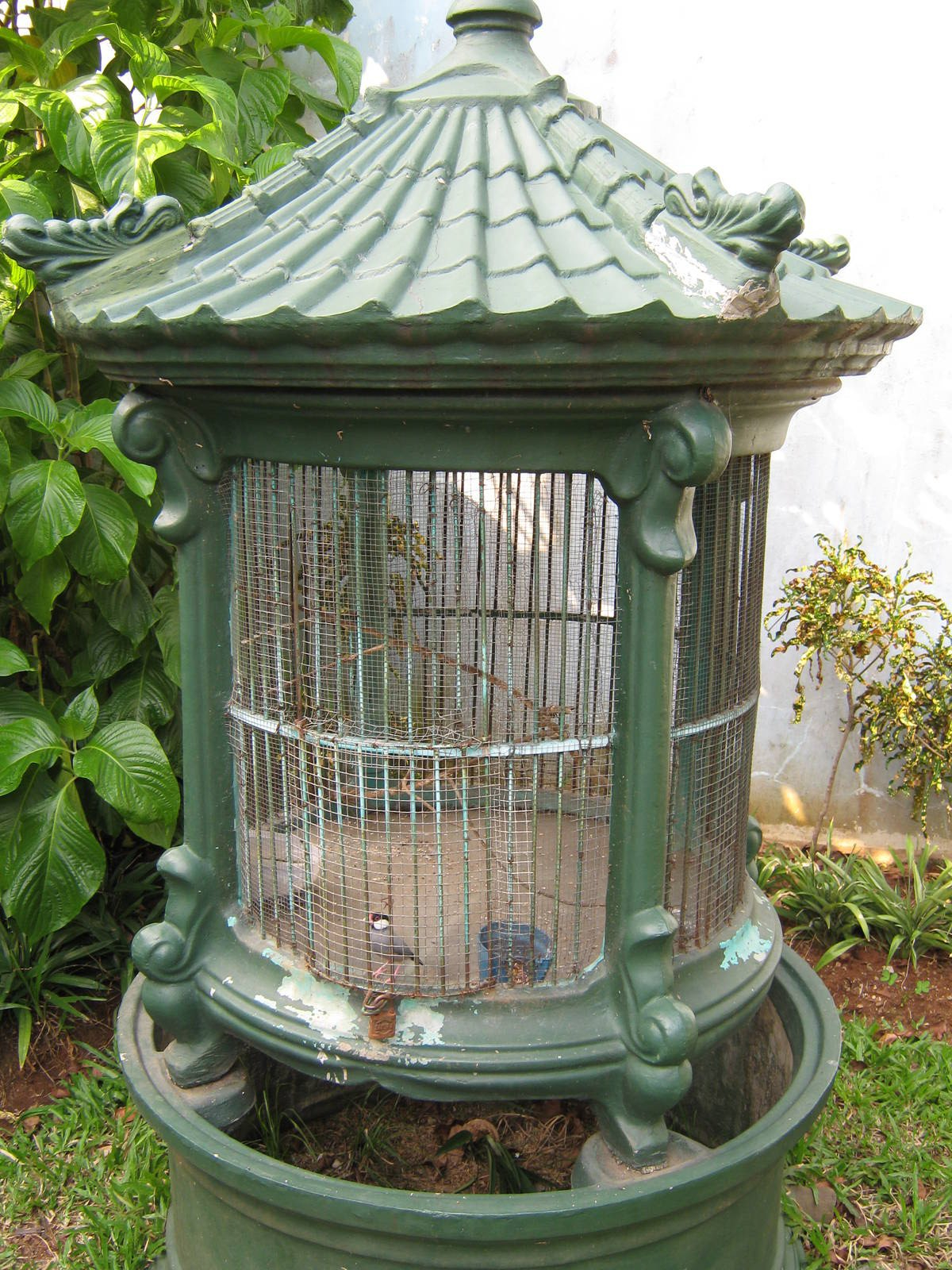 cage for a Java sparrow (Padda oryzivora)
