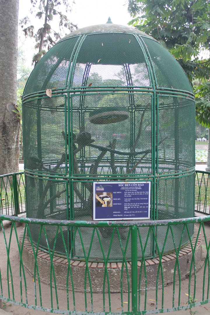 cage for a pair of Con Dao Giant Squirrels (Ratufa bicolor condorensis)