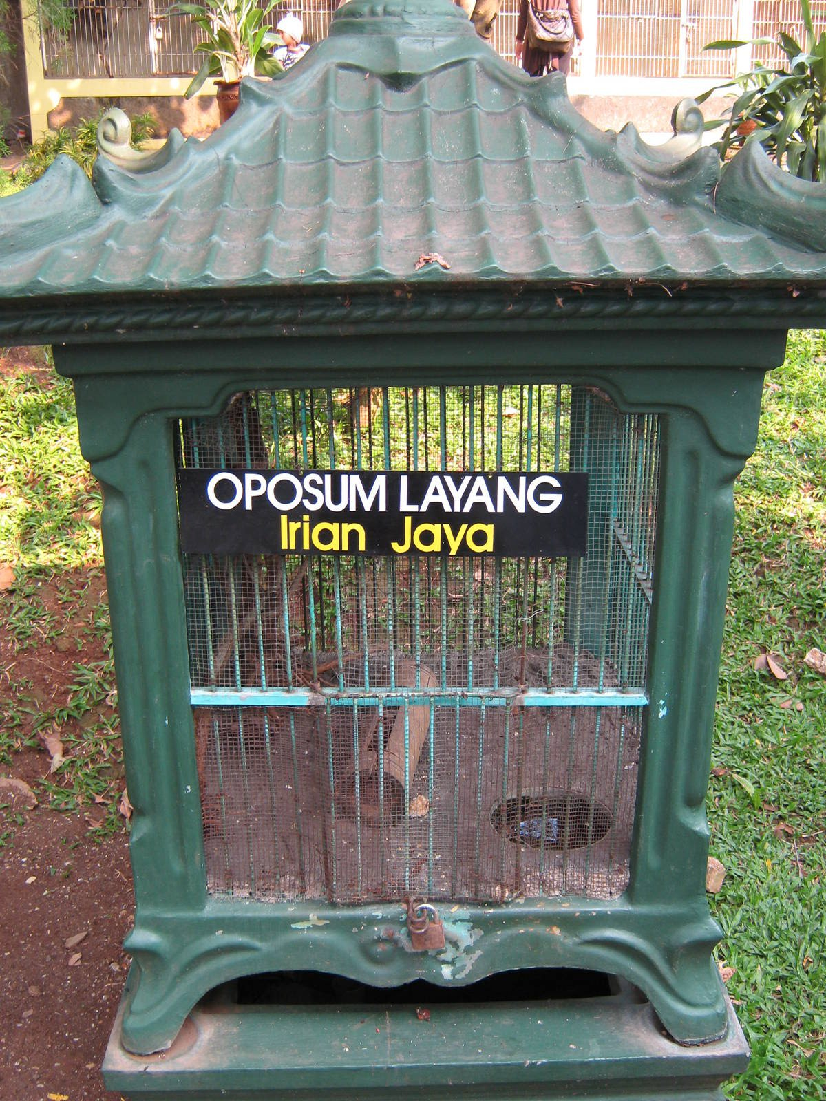 cage for a Papuan sugar glider (Petaurus breviceps papuanus)