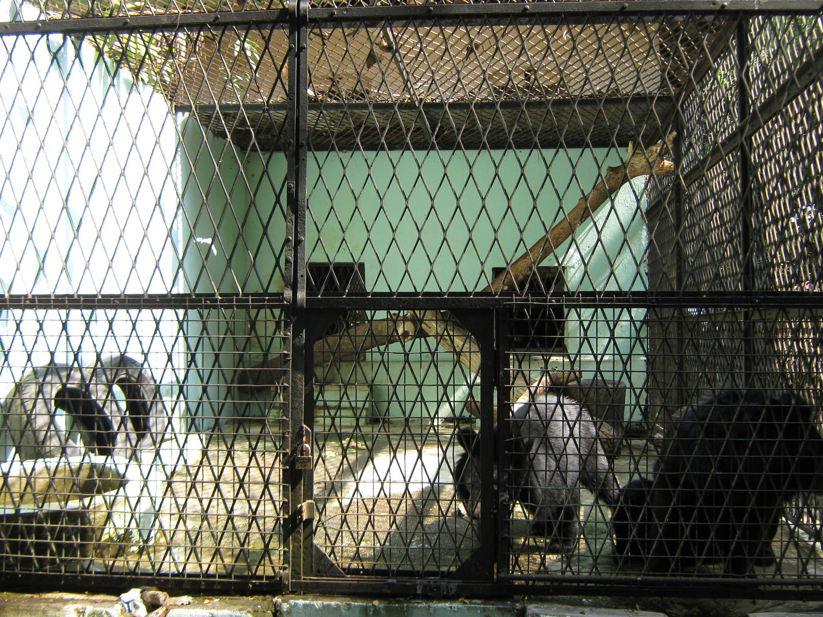 cage for Asiatic Black Bears (Ursus thibetanus)