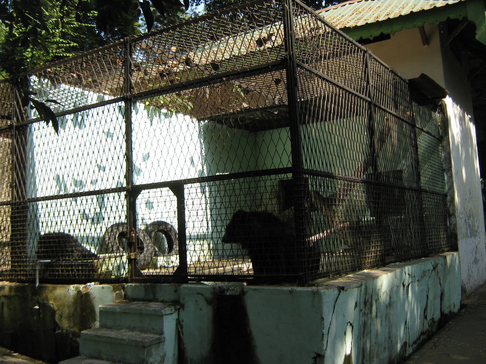 cage for Asiatic Black Bears (Ursus thibetanus)