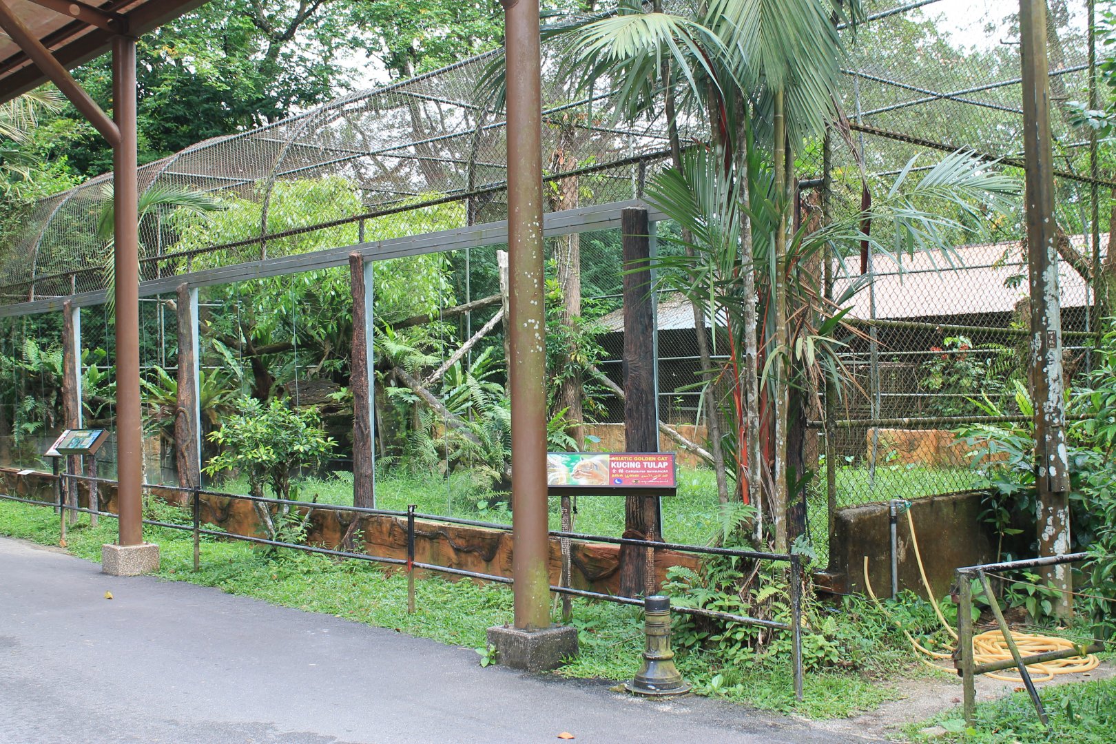 cage for Asiatic Golden Cat