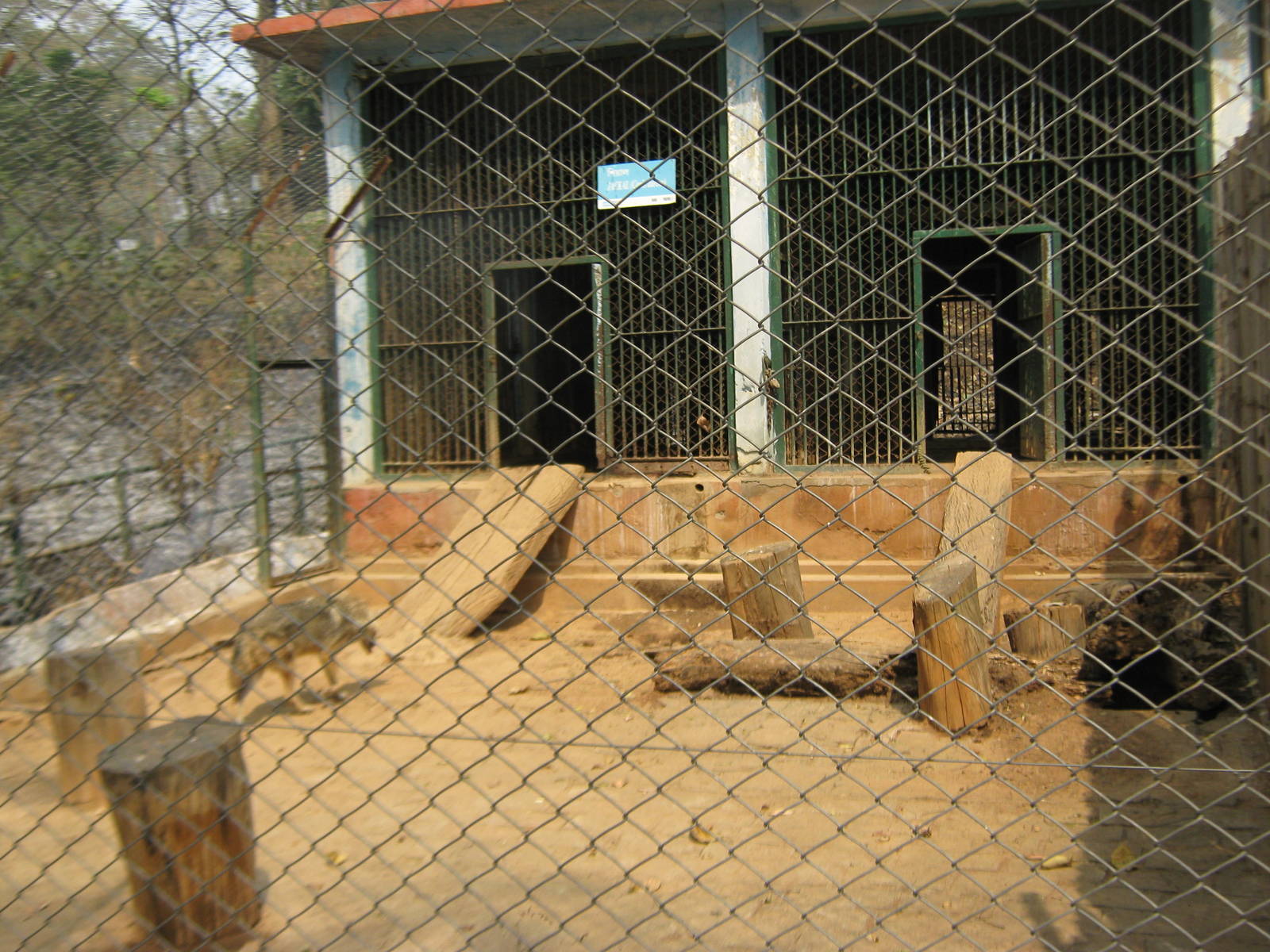 cage for Asiatic golden jackals