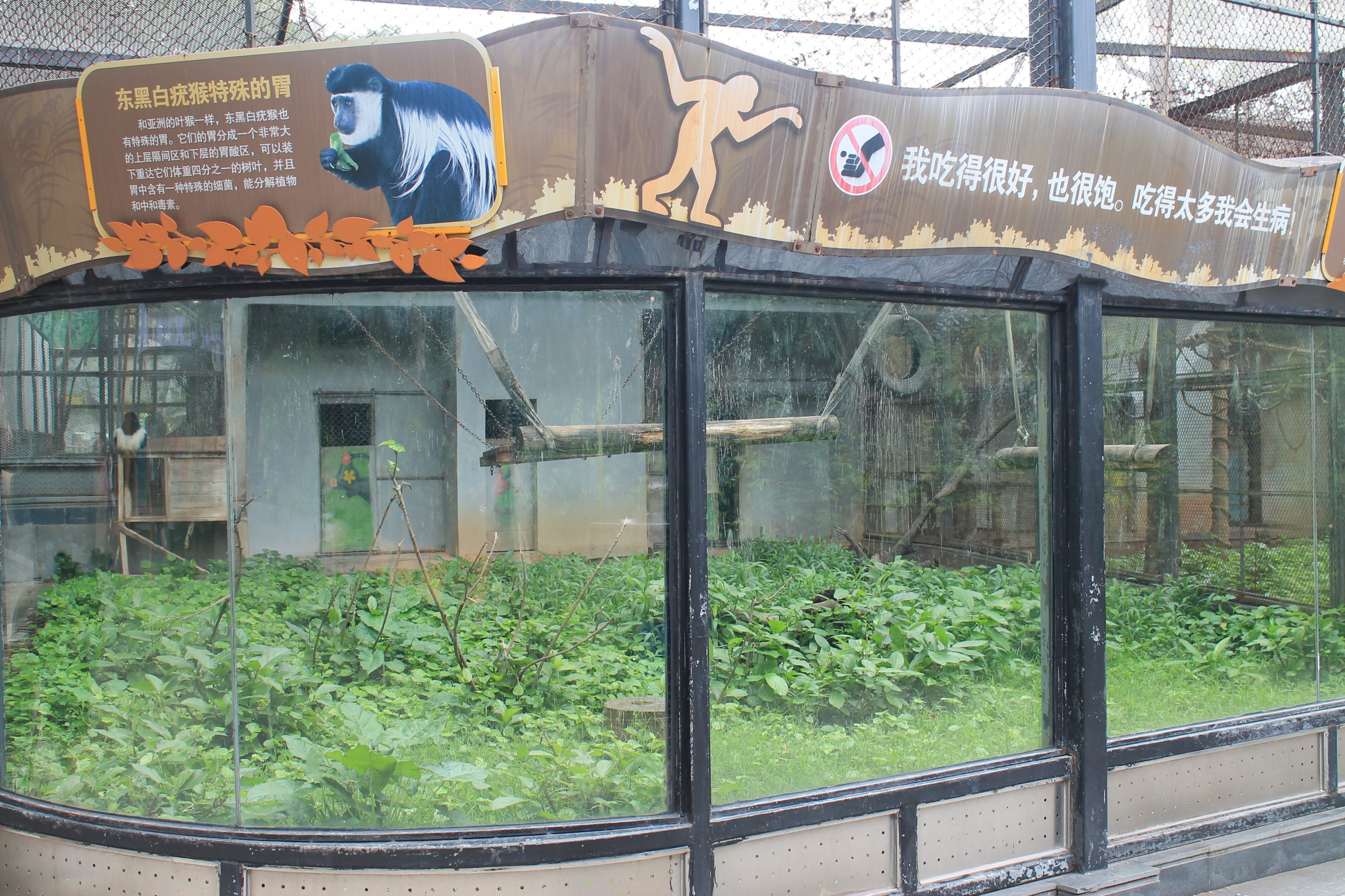 Cage for Black and White Colobus (Colobus guereza)
