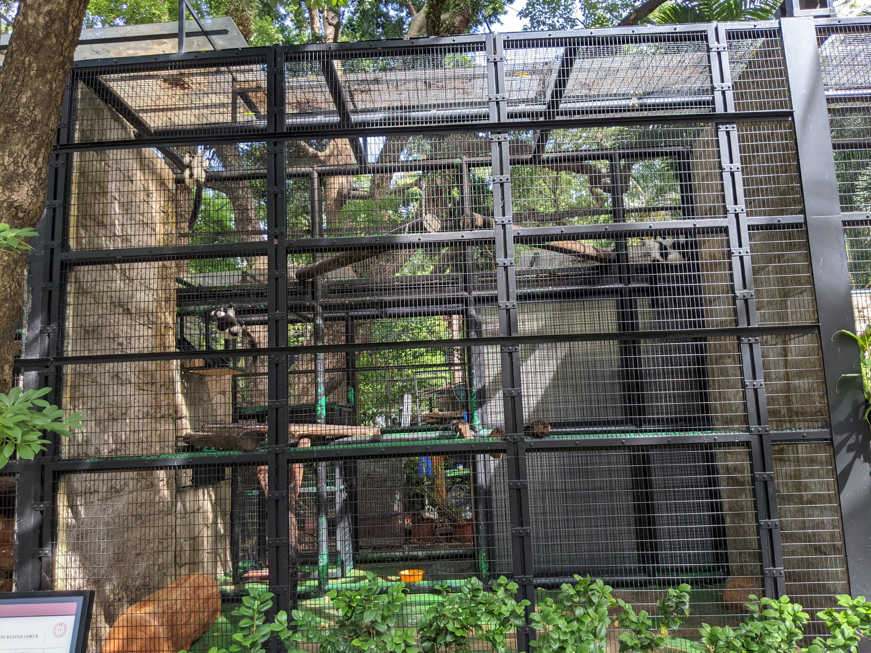Cage for Black and White Ruffed Lemurs (Varecia variegata)