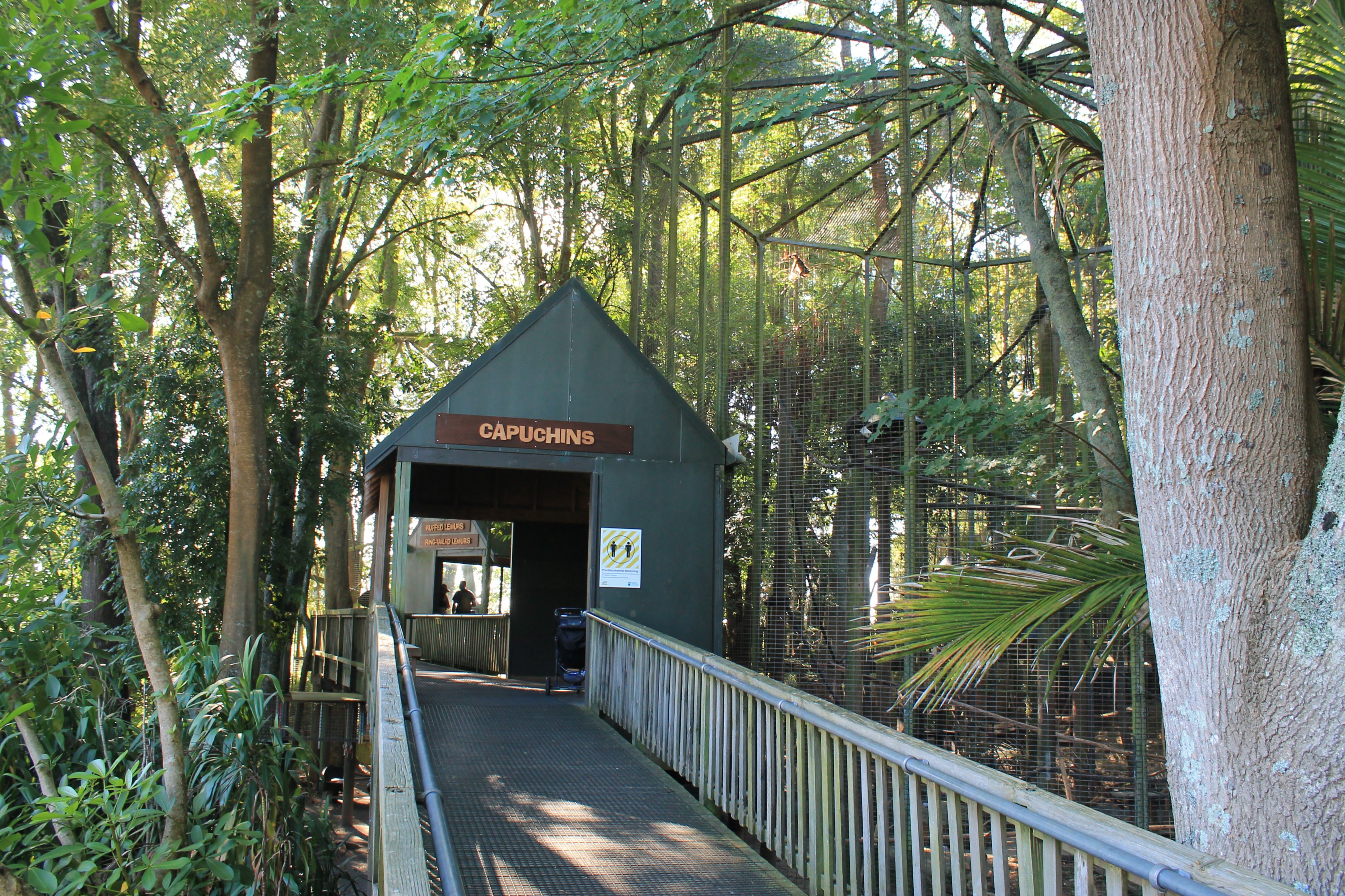 cage for Black-capped Capuchins, showing the height