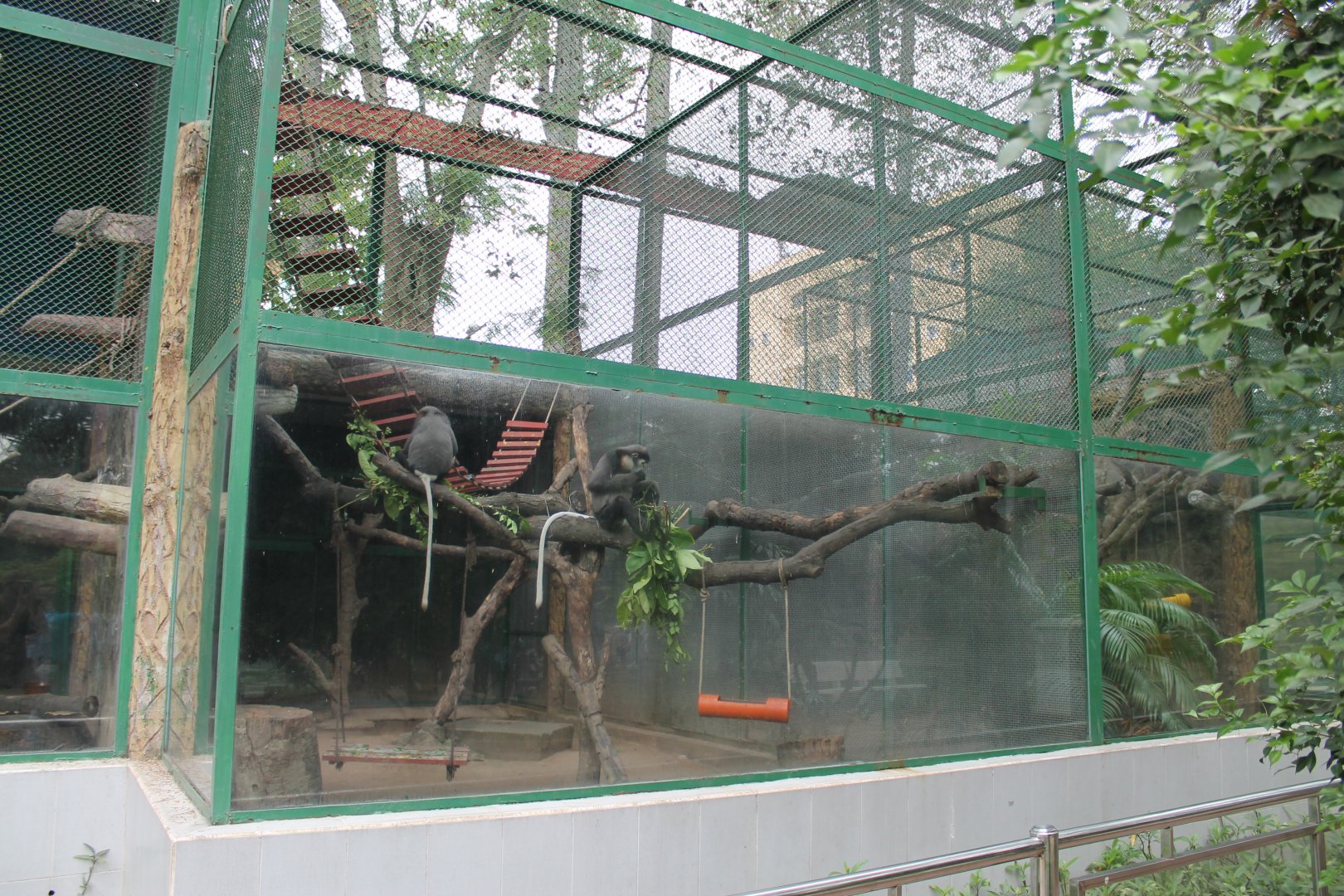 cage for Black-shanked Doucs