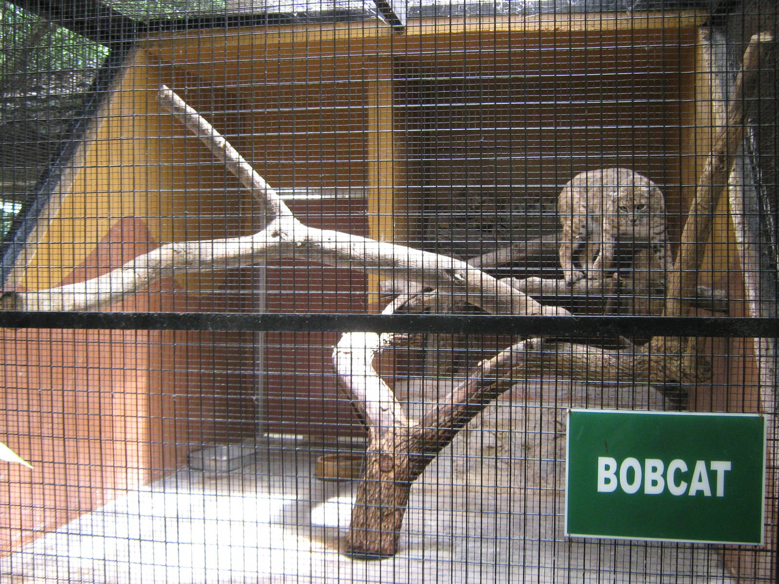 cage for bobcats (Lynx rufus)