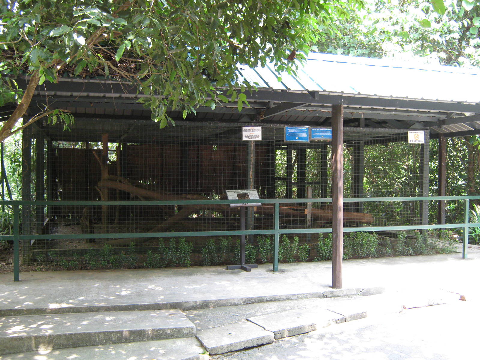 cage for Bornean clouded leopard (Neofelis diardi)