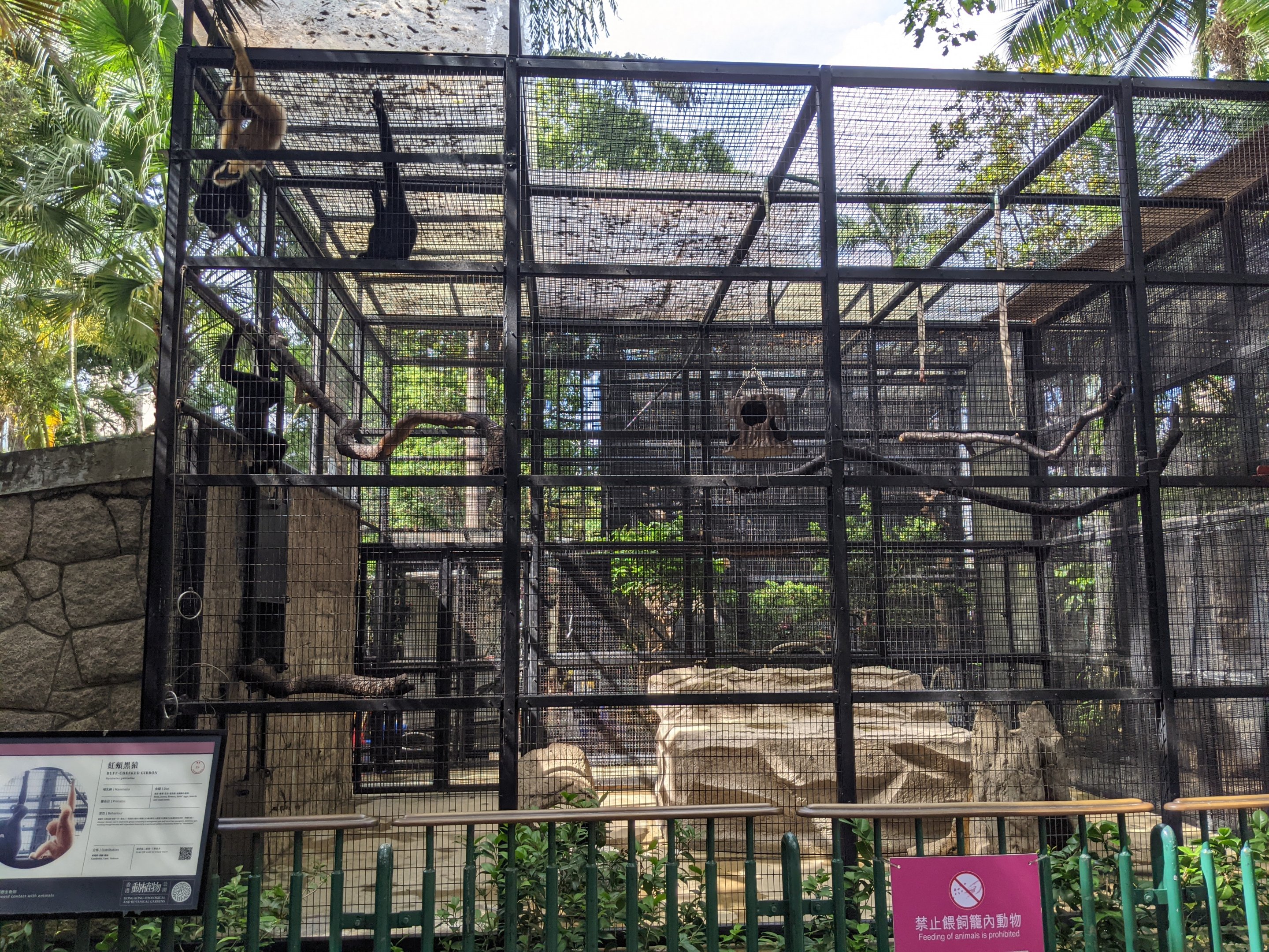 Cage for Buff-cheeked Gibbons (Nomascus gabriellae)