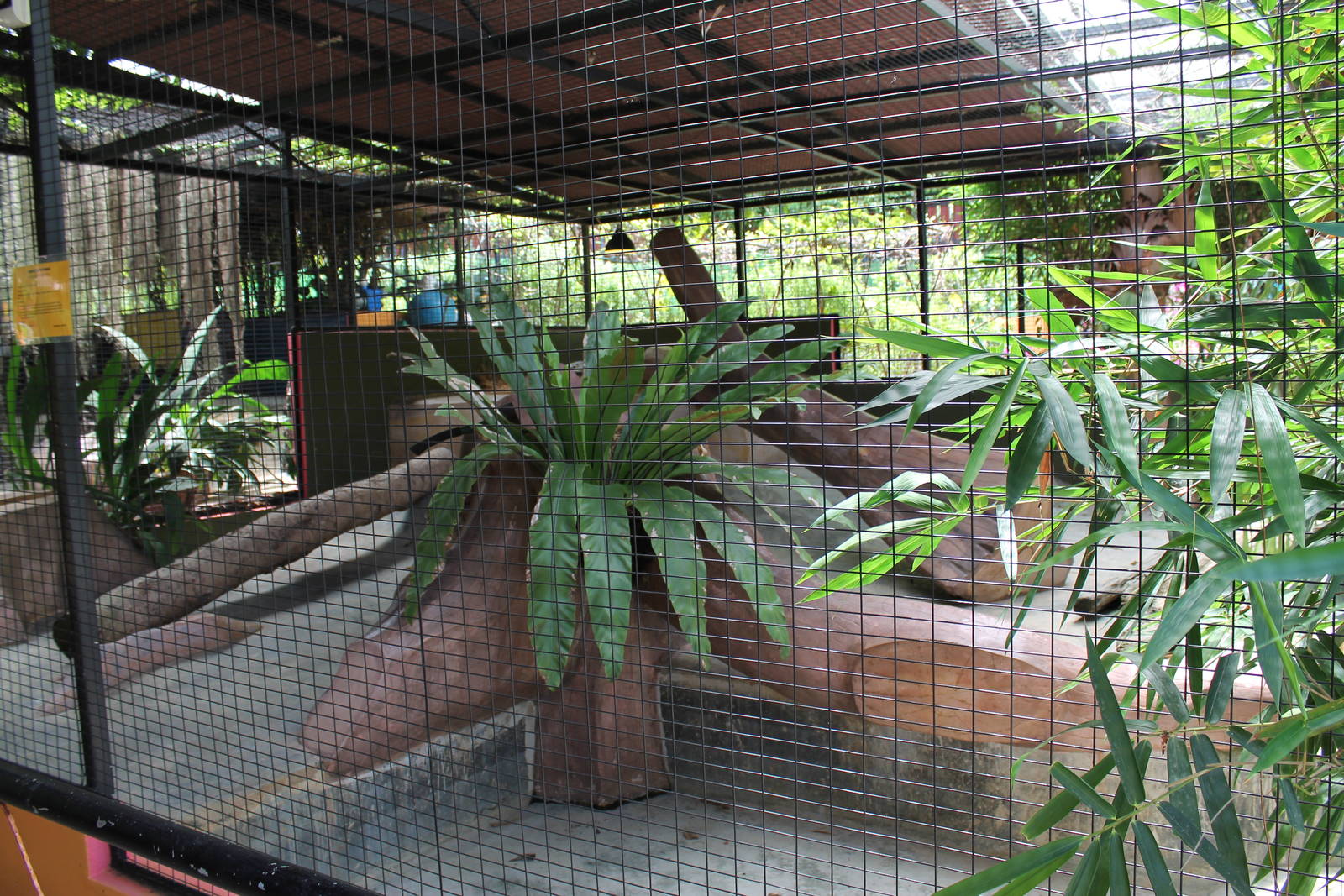 cage for Burmese python