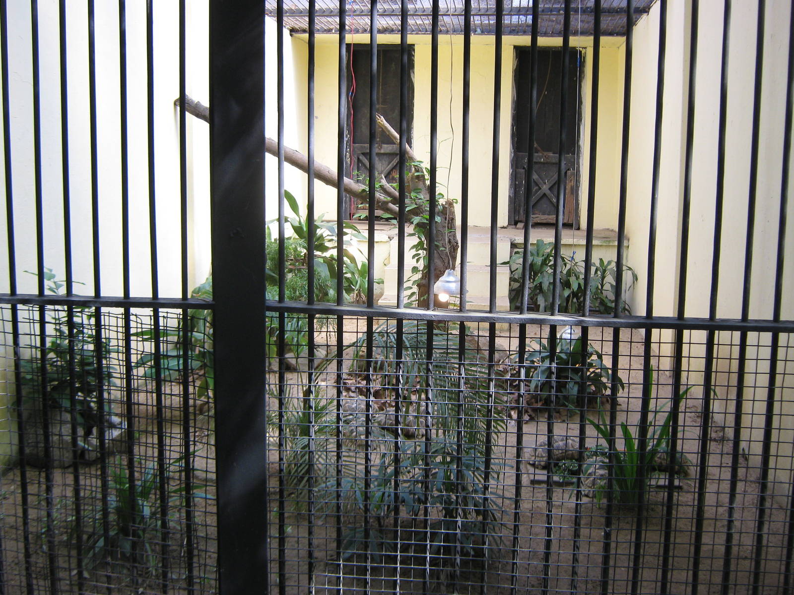 cage for Burmese Star Tortoises (Geochelone platynota)