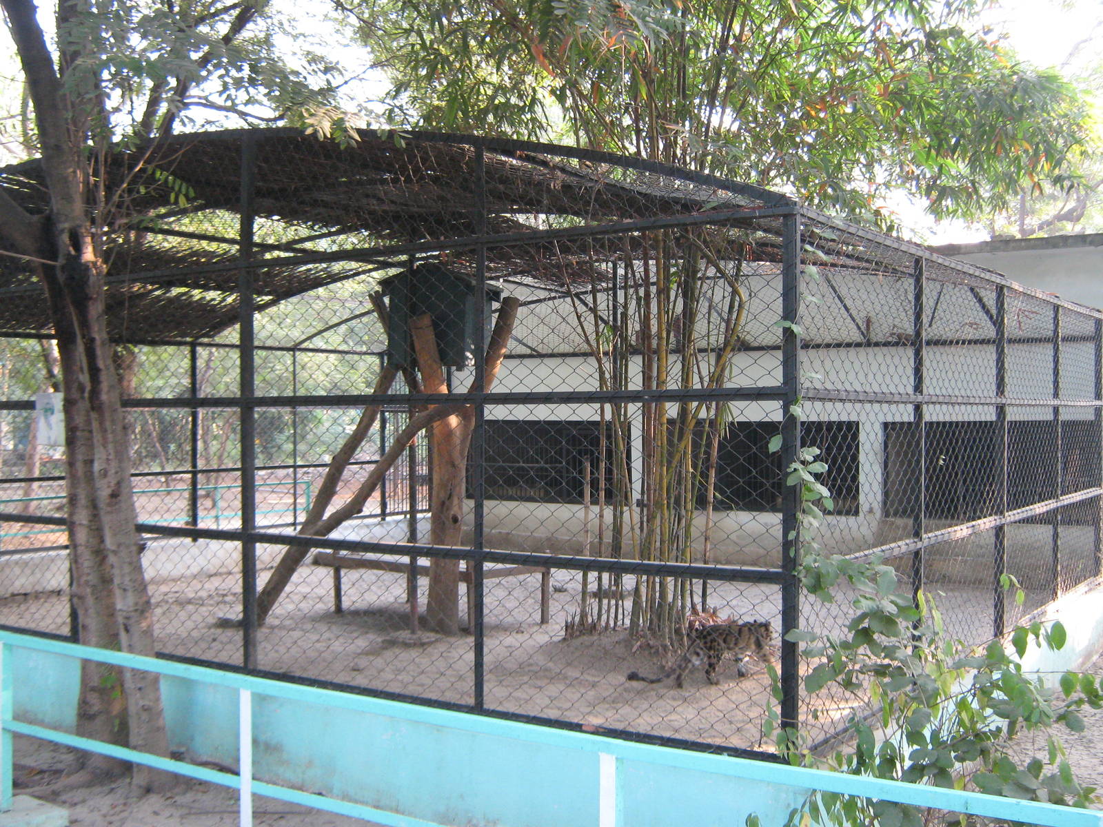 cage for Clouded Leopard (Neofelis nebulosa)