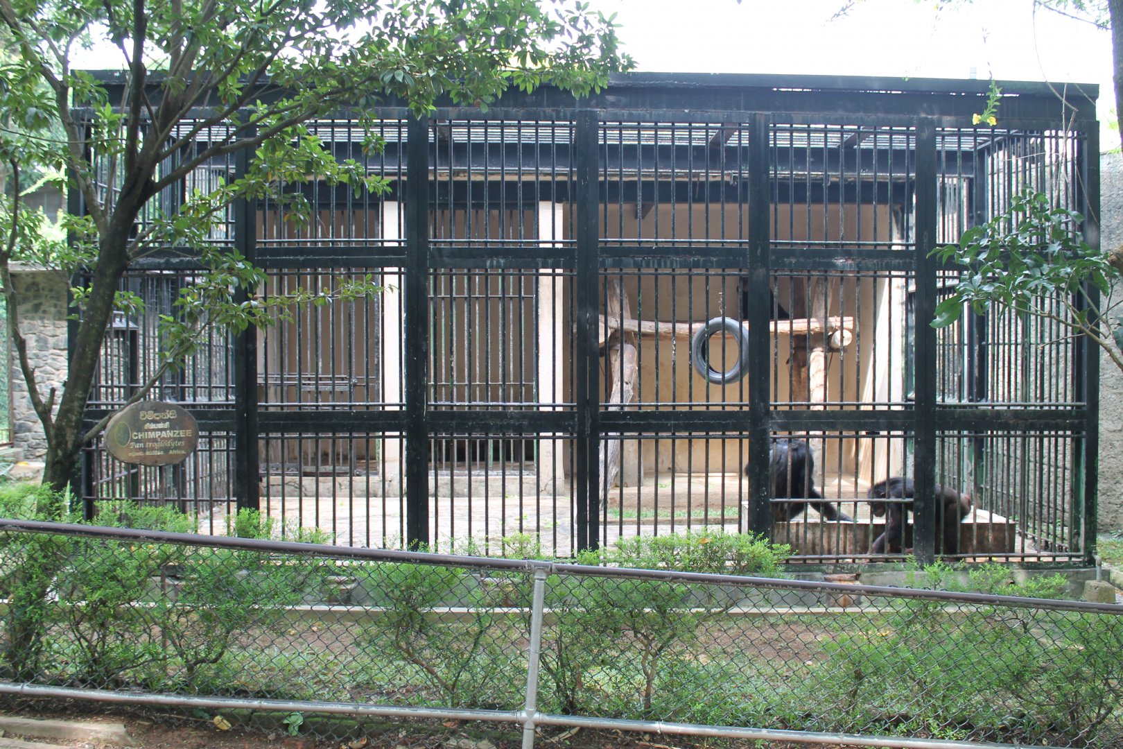 cage for Common Chimpanzees