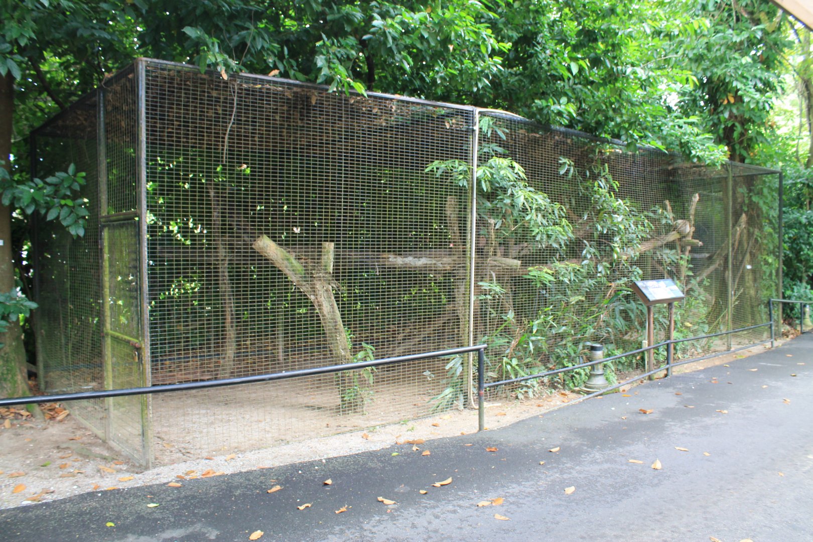 cage for Common Palm Civet (Paradoxurus hermaphroditus)