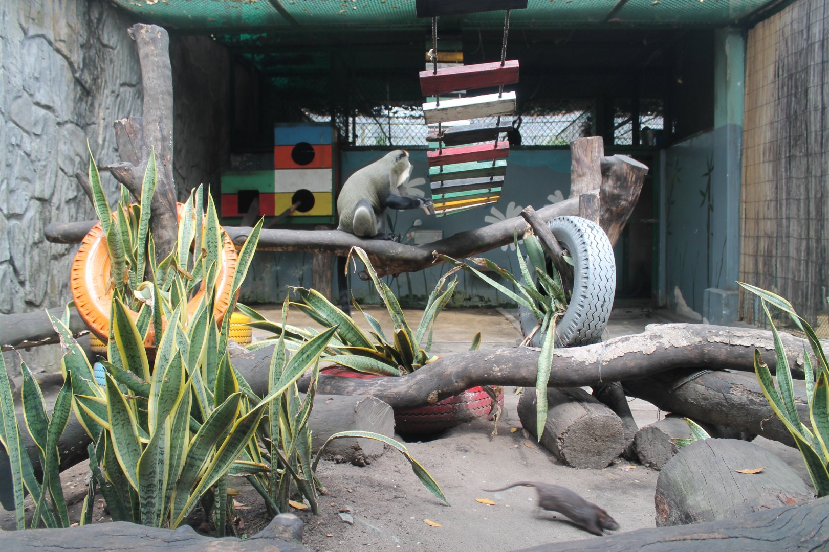 cage for De Brazza's Monkey