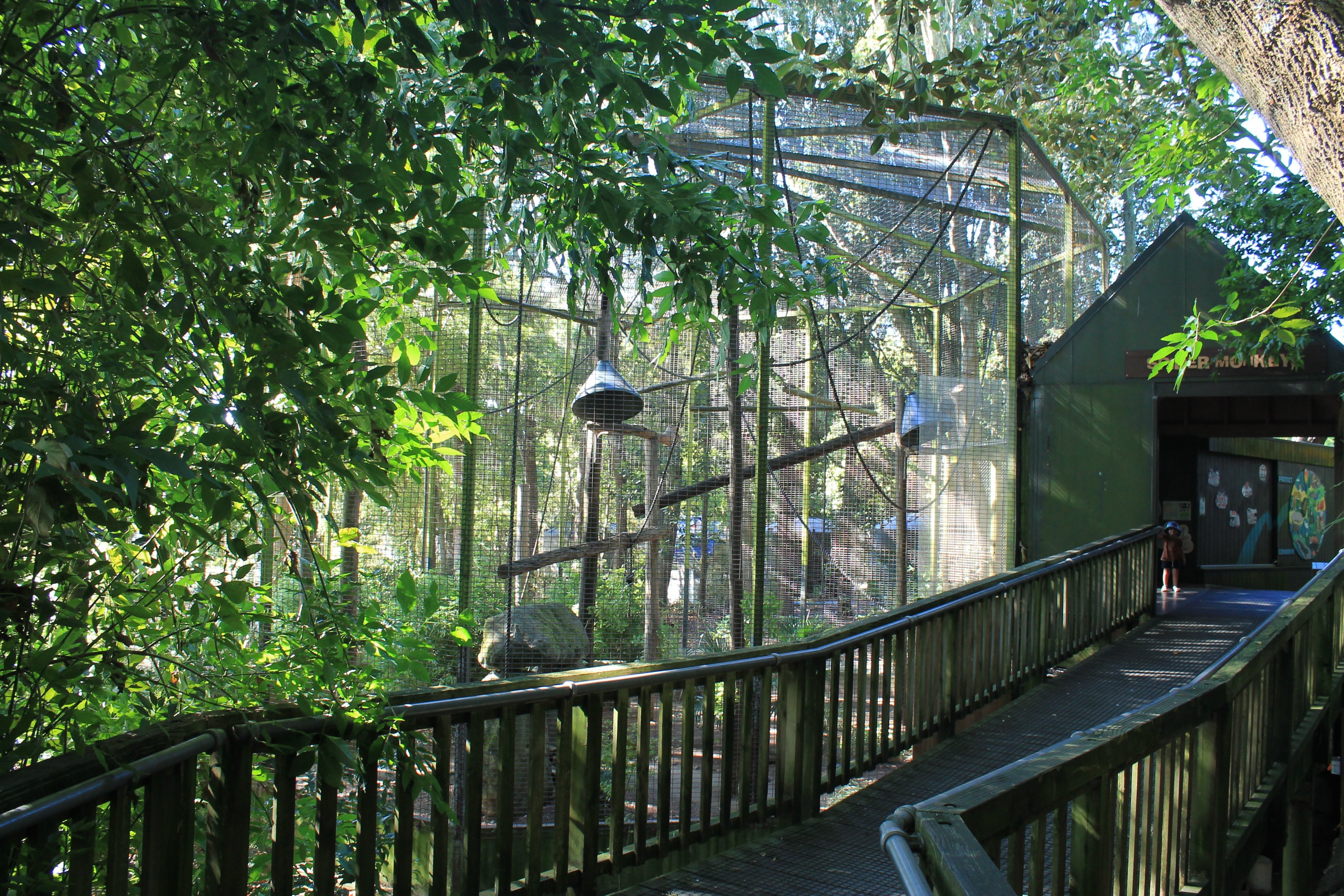 cage for Geoffroy's Spider Monkeys