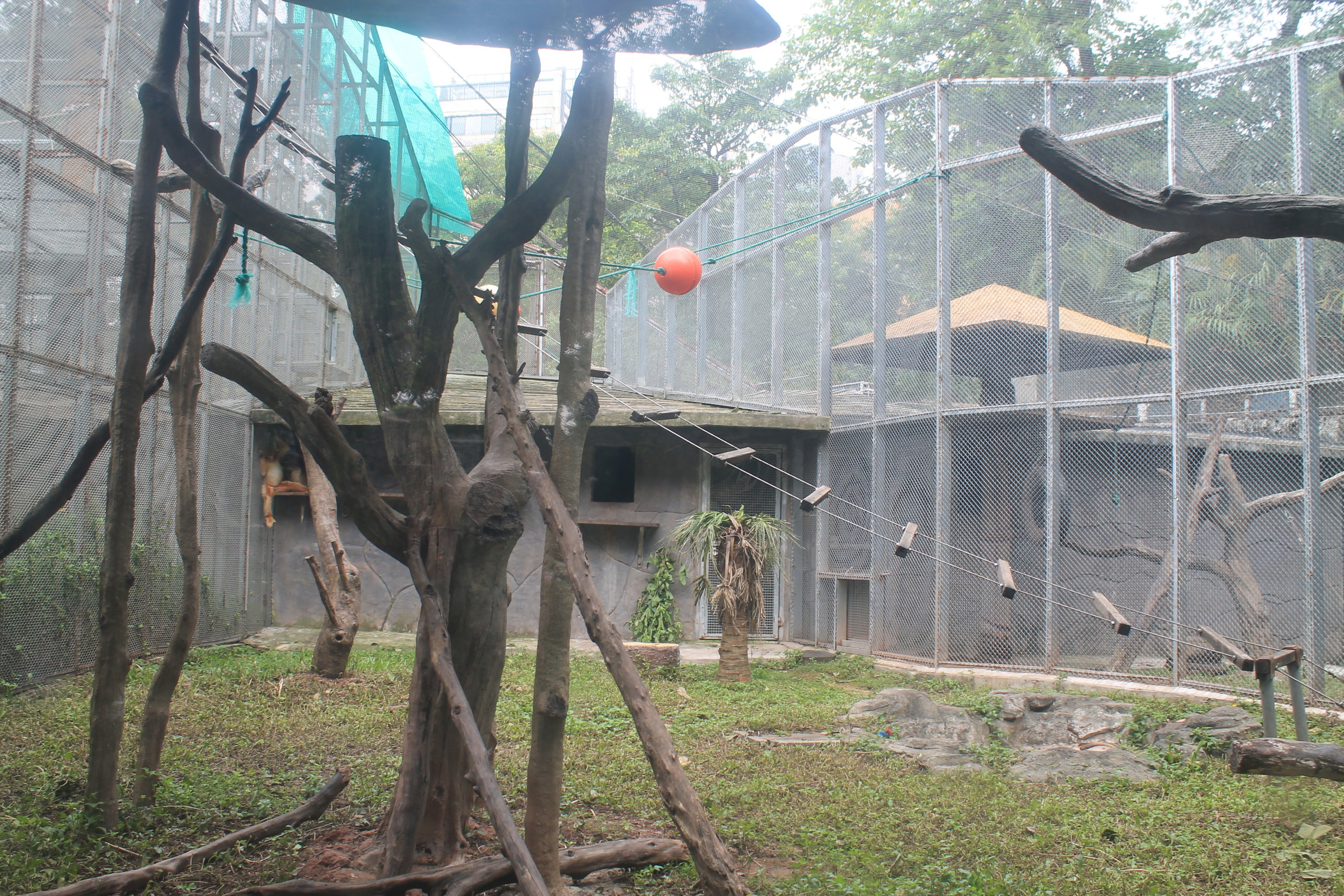 Cage for Golden Snubnose Monkeys (Rhinopithecus roxellana)